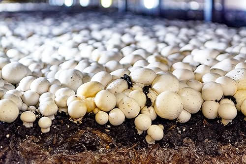 Miniatura 2 de Miracle LED Shroom Grow - Bombillas LED de cultivo para interiores para ostras, shiitake, leones, melena, etc. con 6.5 K mini espectro completo
