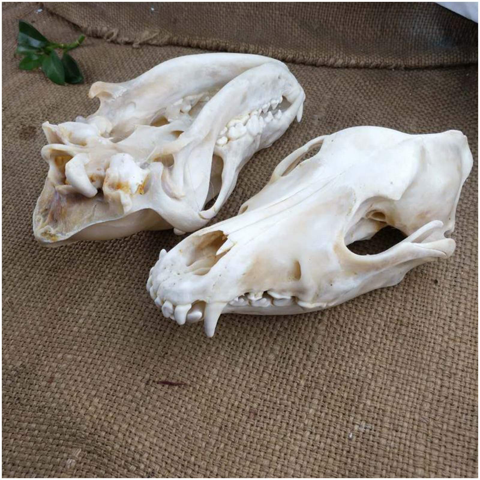 Próbka Czaszki Psa - Model Czaszki Psa - Model Czaszki Zwierzęcia Model Anatomii Czaszki Psa - Materiał Pvc Model Szkieletu Czaszki Psa - Do Nauki Weterynarii, Kolekcja S