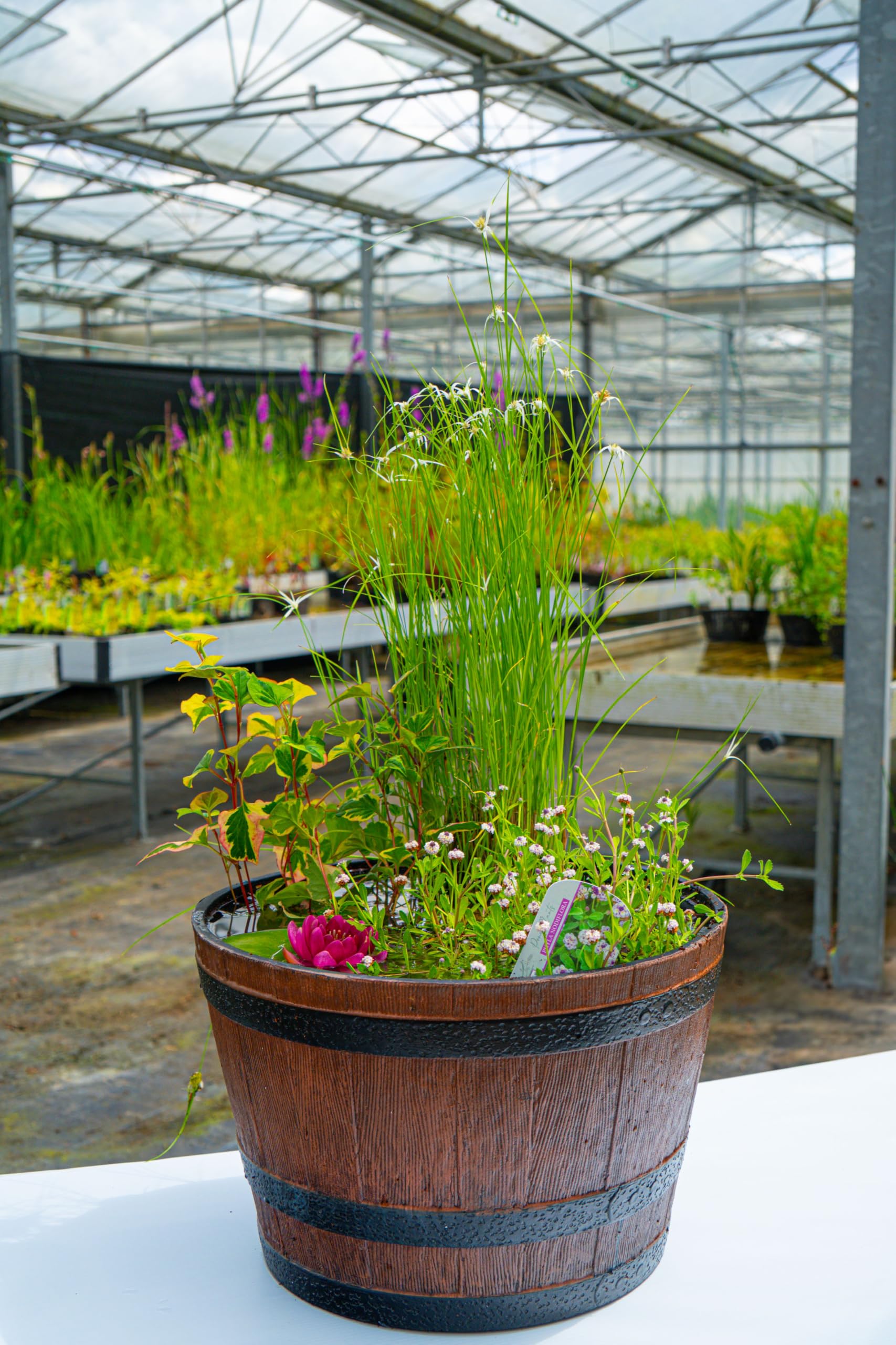 Complete Patio Pond Set - Dwarf Lily - 3 Marginal Plants - Pots and Compost - Just Pot up and add Water