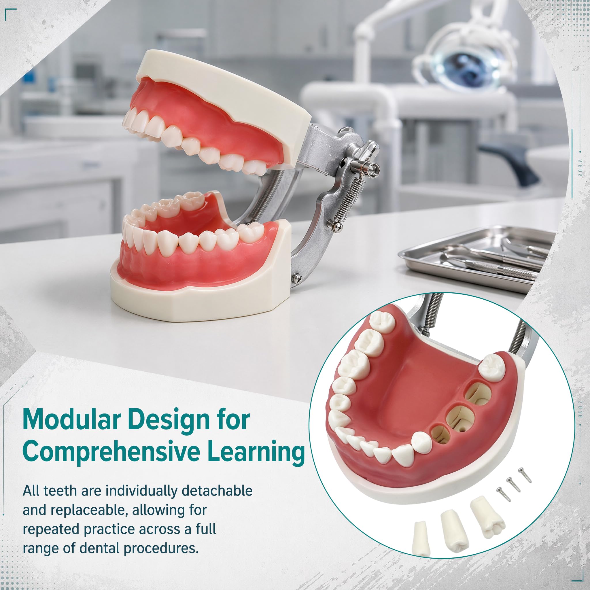 Dentale Typodont Model 28 Zębów Staccabile Strumenti Studio Didattico Articolato Anatomia Denti Rimovibili con Cacciavite