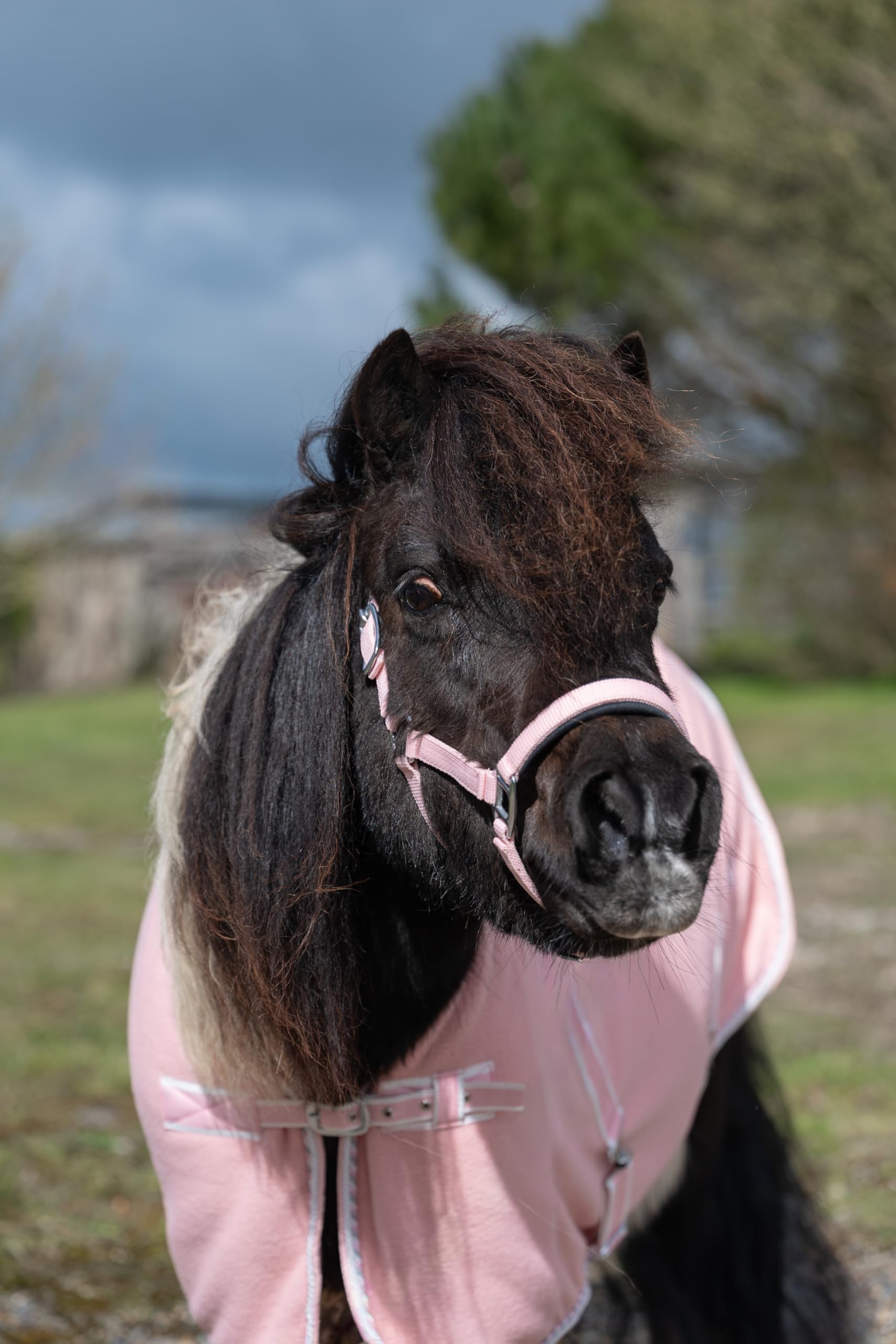 Rhinegold Sorbet Padded Headcollar&Rope-Mini Shetland-Pink