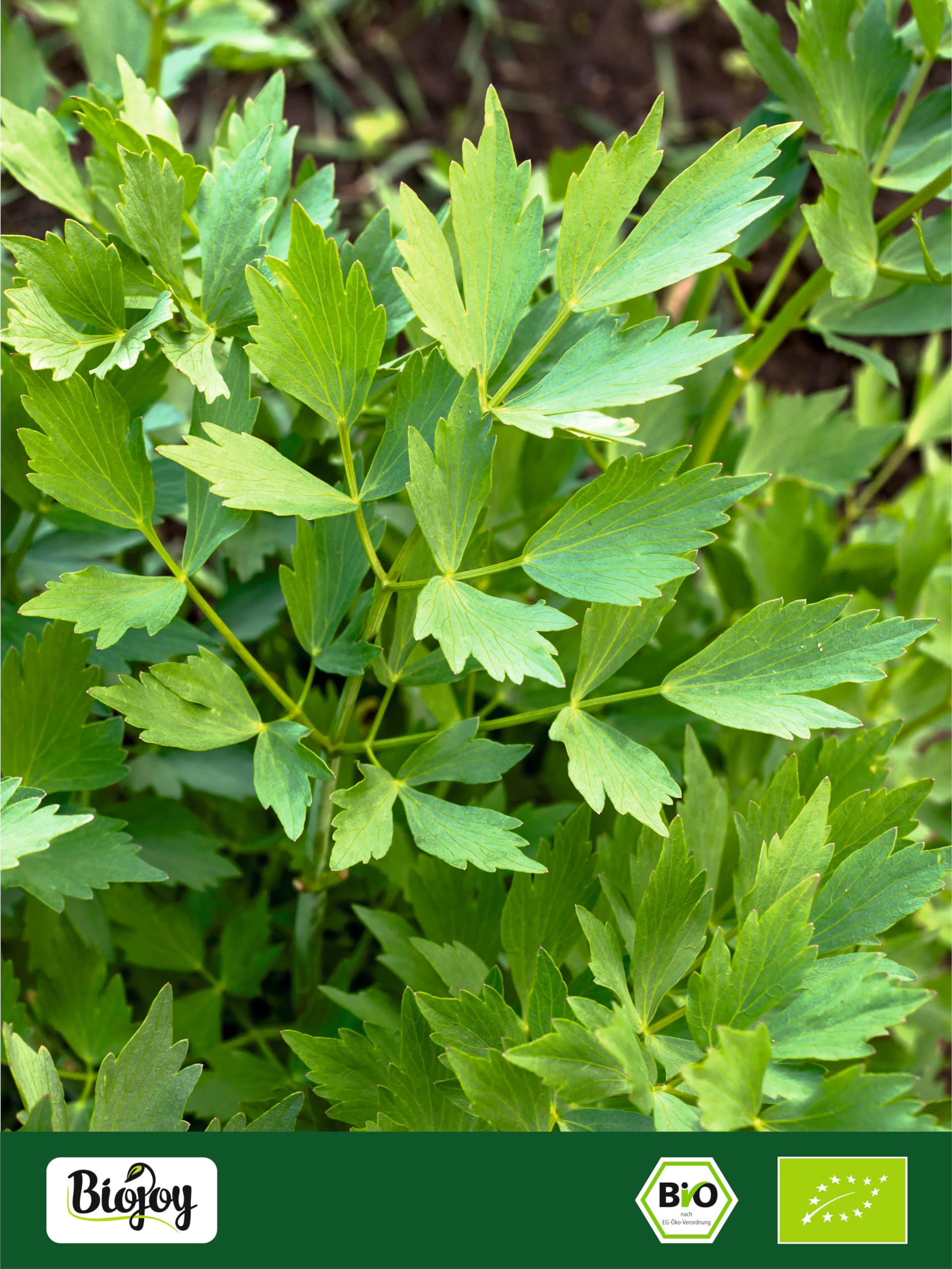 Biojoy Levistico essiccato BIO (500 g), Tritato, Sedano di Monte, Spezia senza additivi (Levisticum officinale)