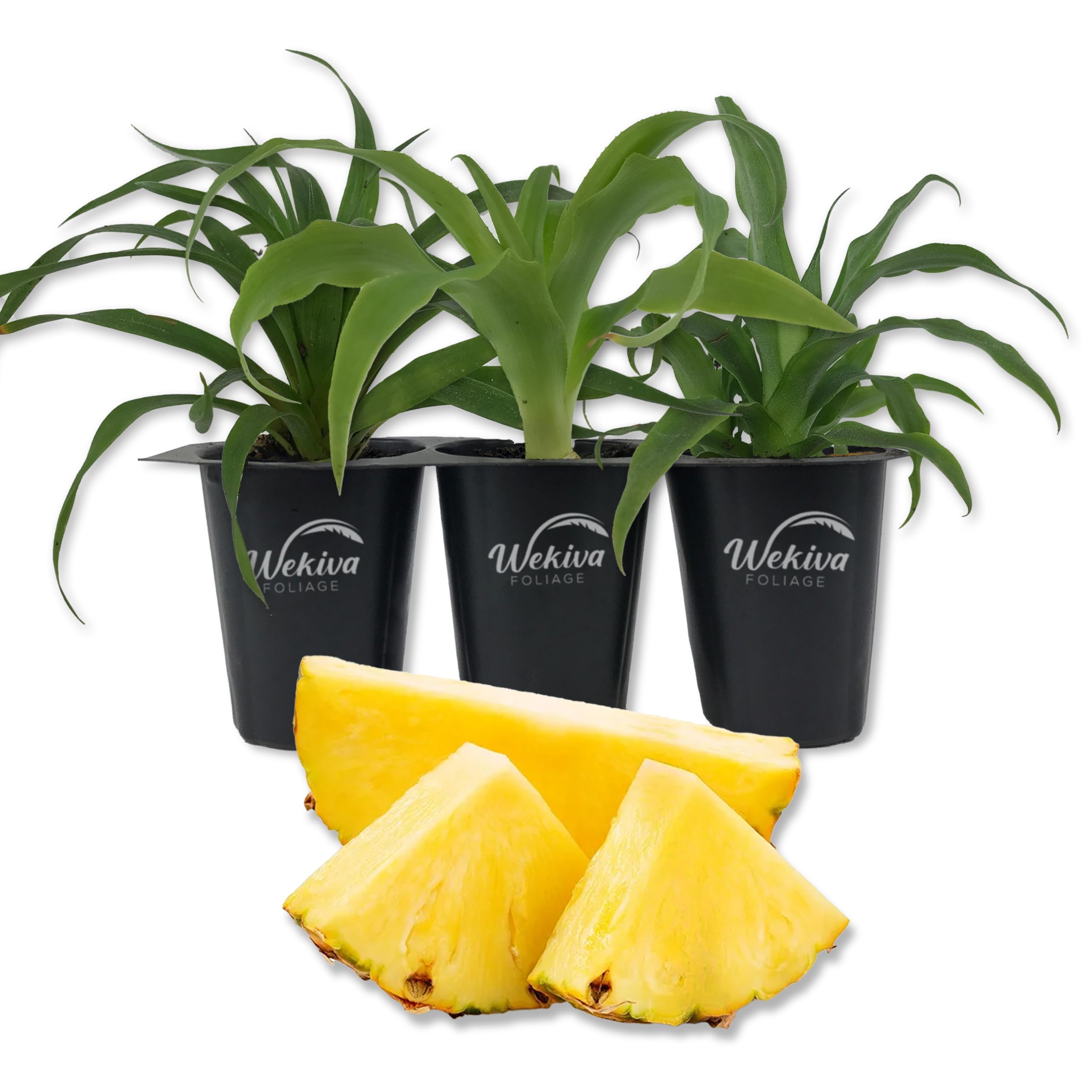 Amazon.com : Pineapple Plant Variety Pack - 3 Live Starter Plants