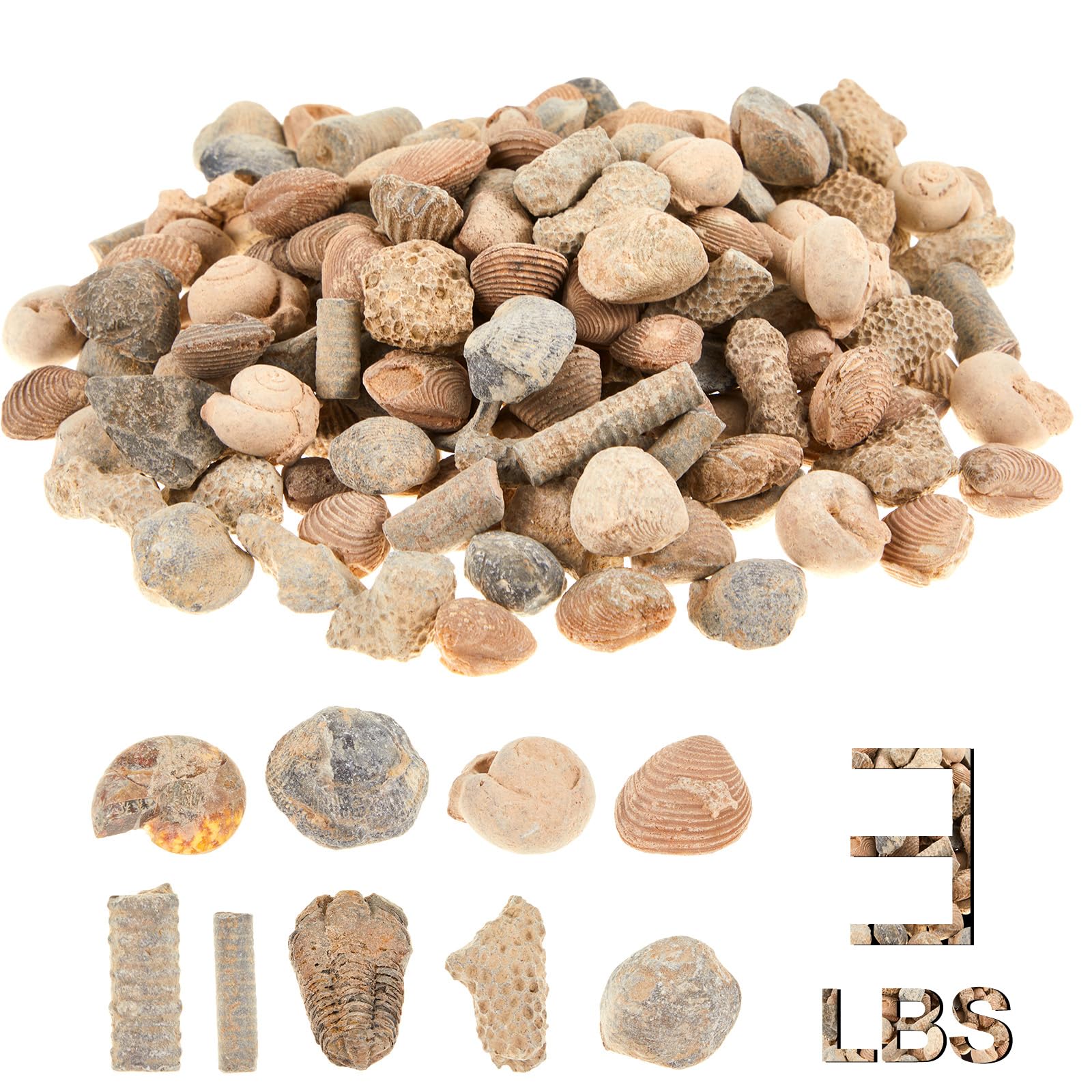 Soulchen Fossil Sorting Kit 3 Lbs Fossil Collection Sorting Activity Kit with Guidebook 9 Different Varieties
