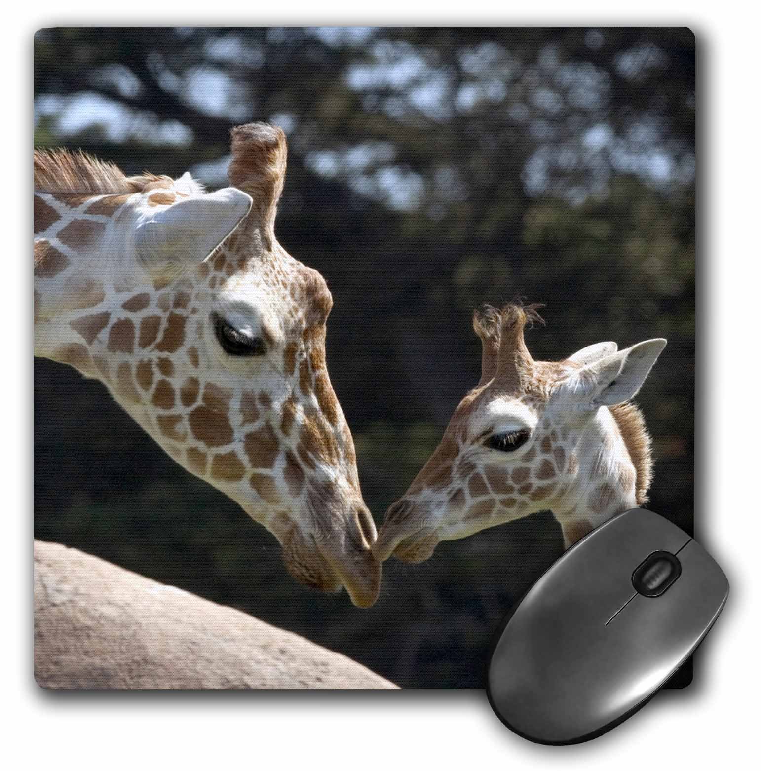 3dRose LLC 8 x 8 x 0.25 Inches Reticulated Giraffes San Francisco Zoo California Tananarive Aubert Mouse Pad (mp_88642_1)