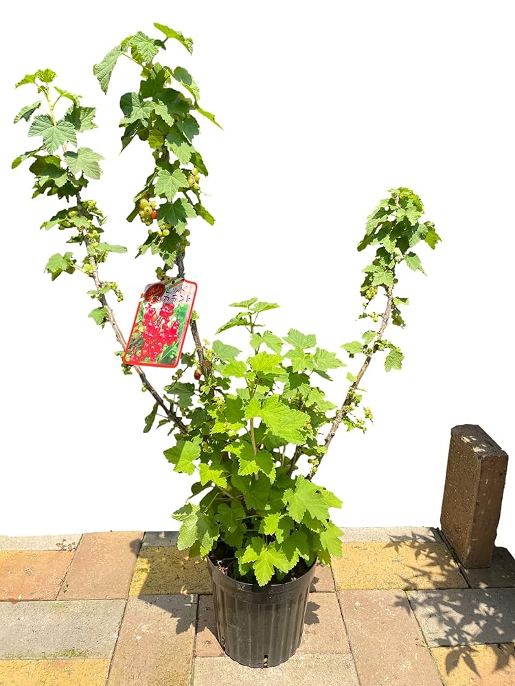 Amazon.co.jp: キラキラ透ける果実はまるでルビーのように美しい