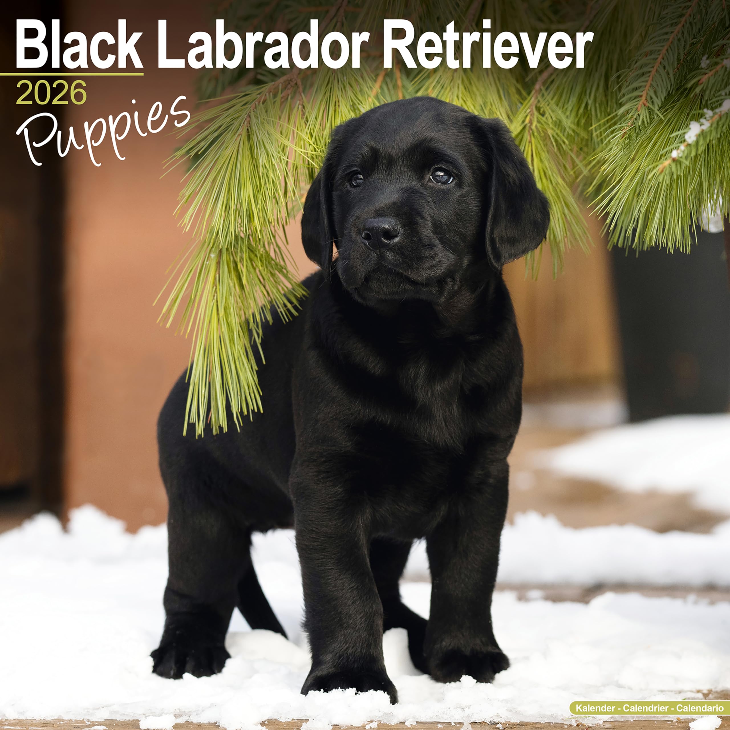Black Labrador Puppies 2026 Calendar | Square Wall Calendar | Dog Breed Gift | Plastic Free Packaging | by Avonside Publishing