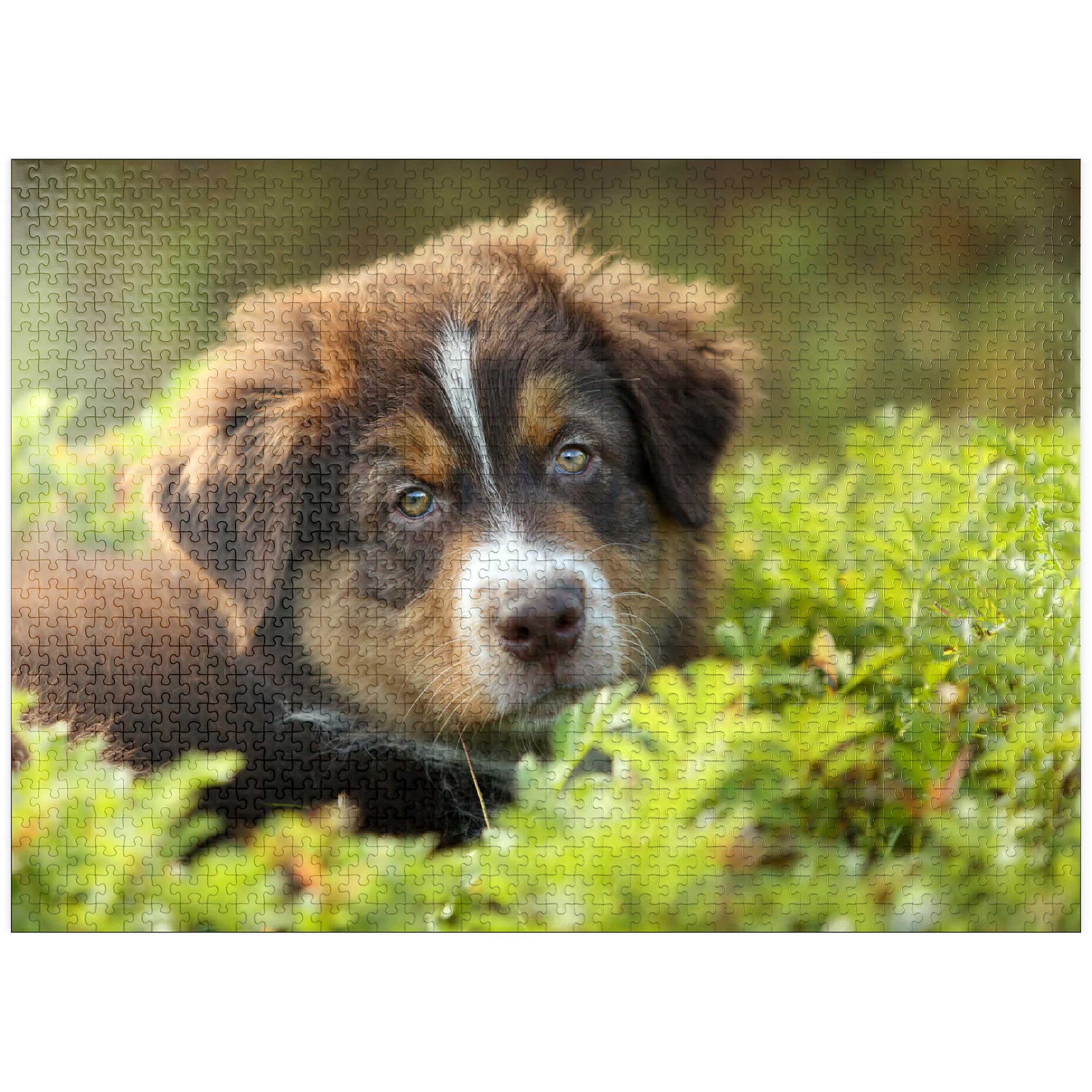 A Dog in The Grass - Premium 1000 Piece Jigsaw Puzzle for Adults 26x38CM — image 1