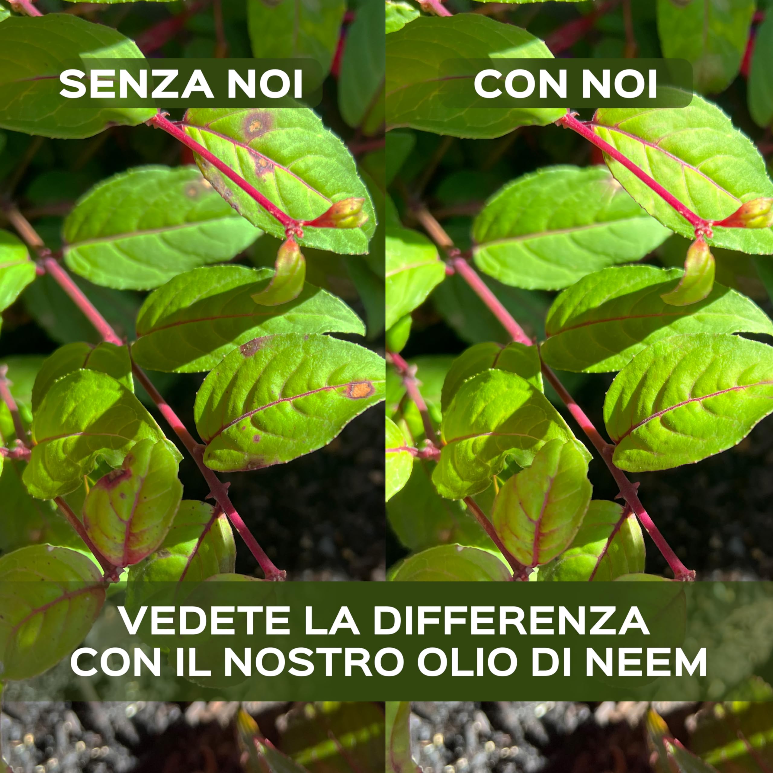 LERAVA Olio di Neem per Piante 700 ML - Antiparassitario Naturale per Orto e Giardino