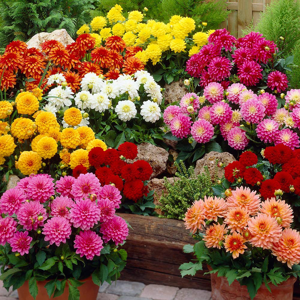 Andhagnai Greens Dahlia Multicolor Flower Seeds for Home Gardening Pack Of 40-50 Seeds (B0BJW7T671) Amazon Price History, Amazon Price Tracker