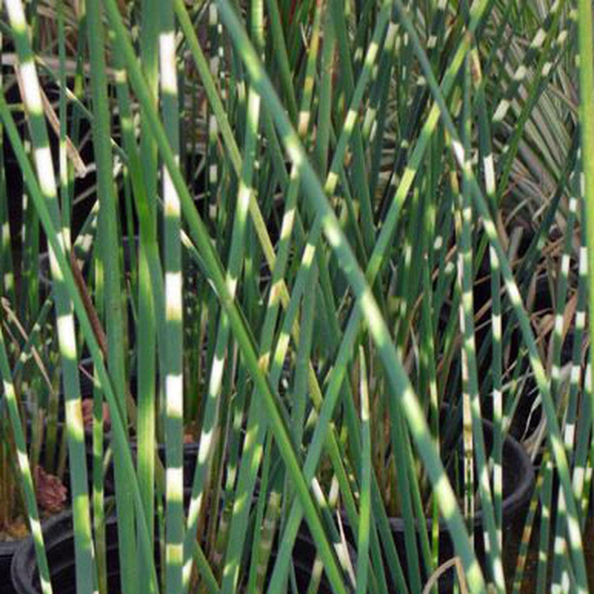 Zebra Rush Live Pond Plant