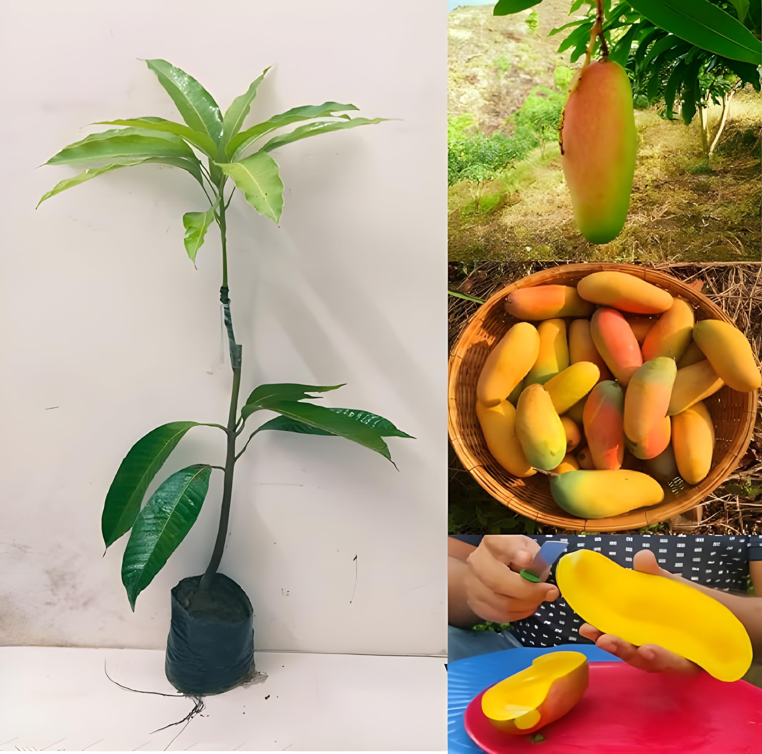 Green view Red banana mango tree, Red banana mango plant, Thai banana mango plant, Thailand banana mango tree, Thai Red banana mango, Thailand banana mango, Thai mango plant, Thailand mango tree, (B0BCL3R12P) Amazon Price History, Amazon Price Tracker