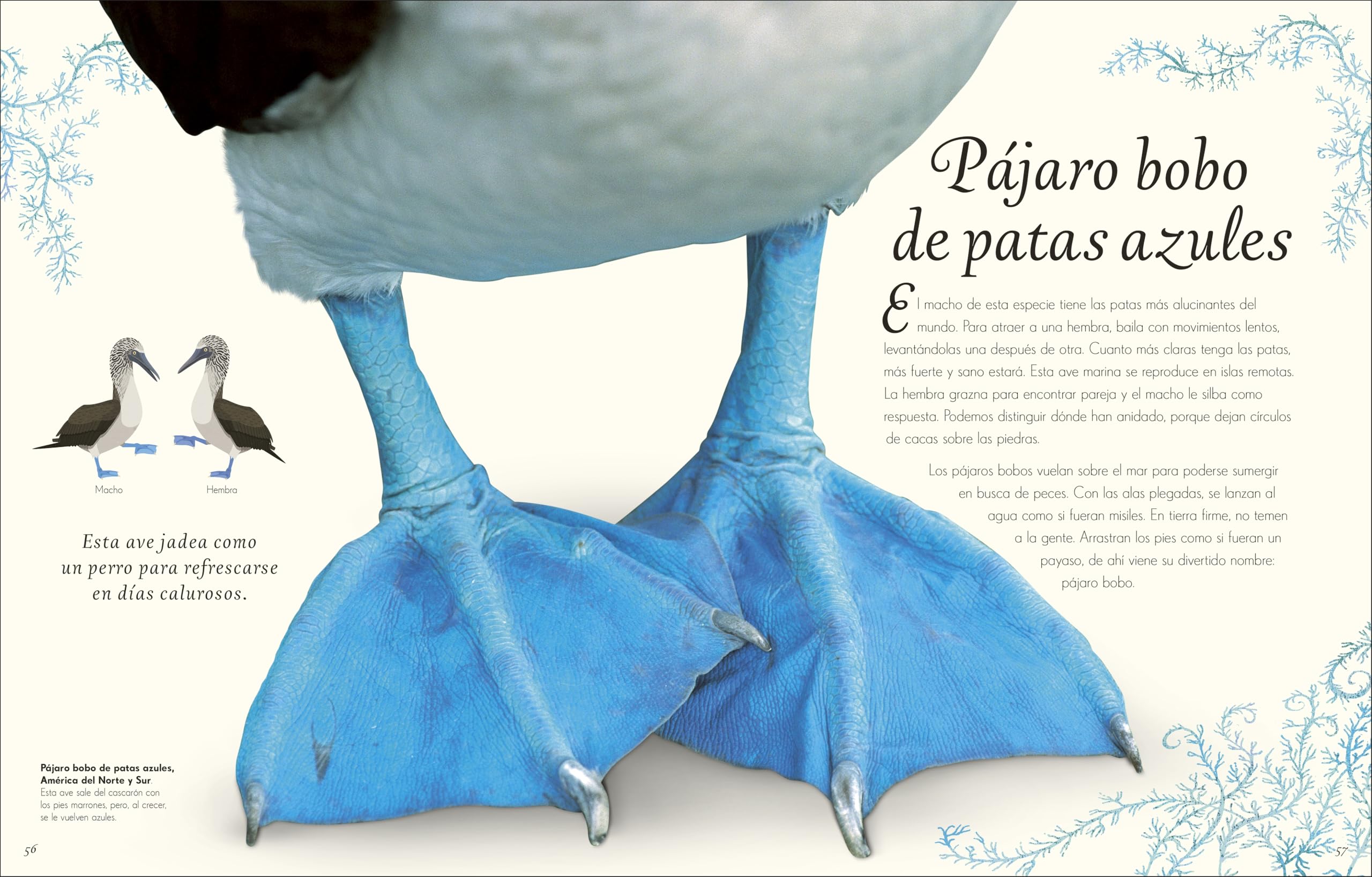 Antología de aves extraordinarias (Planeta curioso) (DK Infantil)