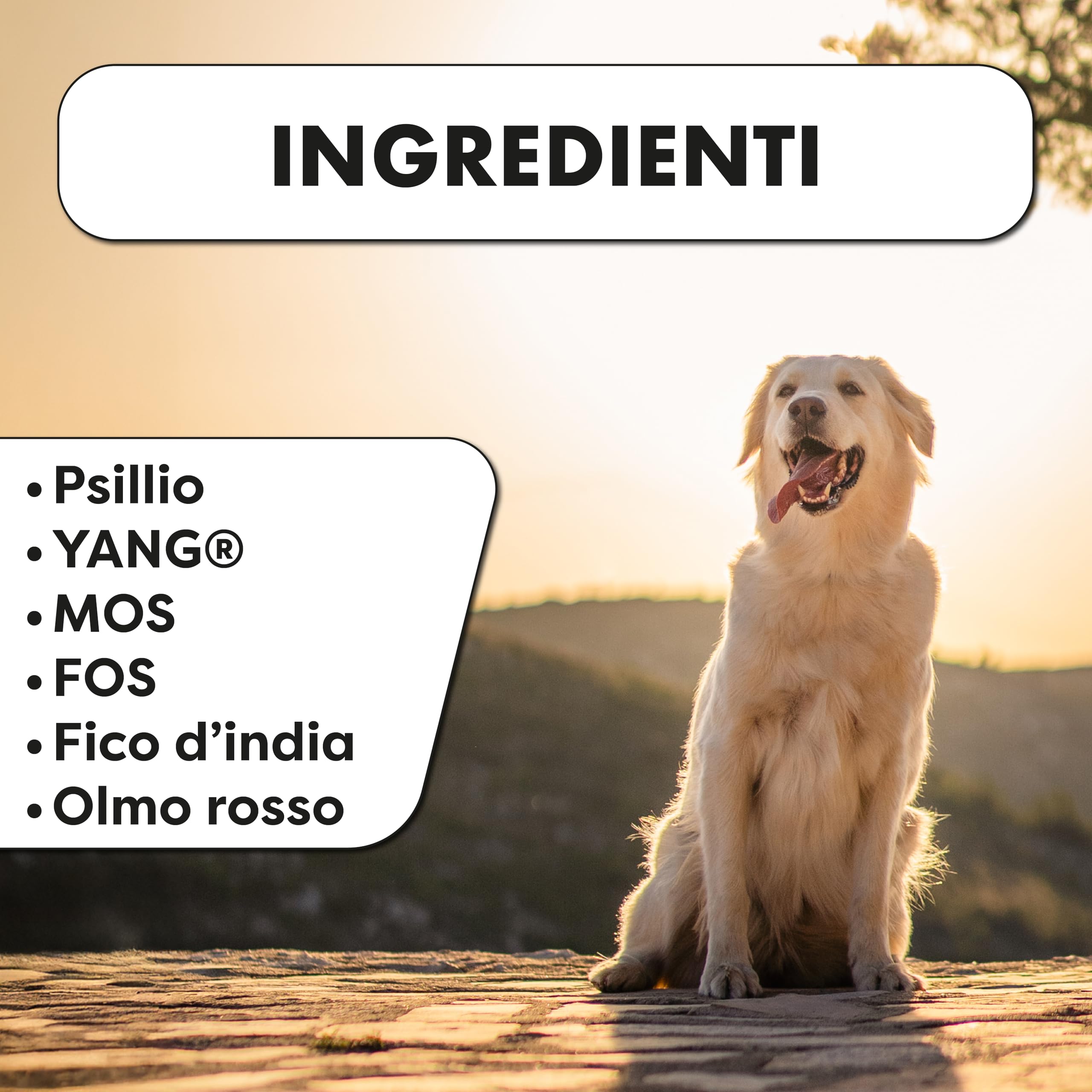 Probiotici per Cani e Gatti – Supporto in caso di Feci Molli e Squilibri Intestinali – Fermenti Lattici Cane – Intestino Sensibile – PHARMACINQUEPET Intestiben 100 g