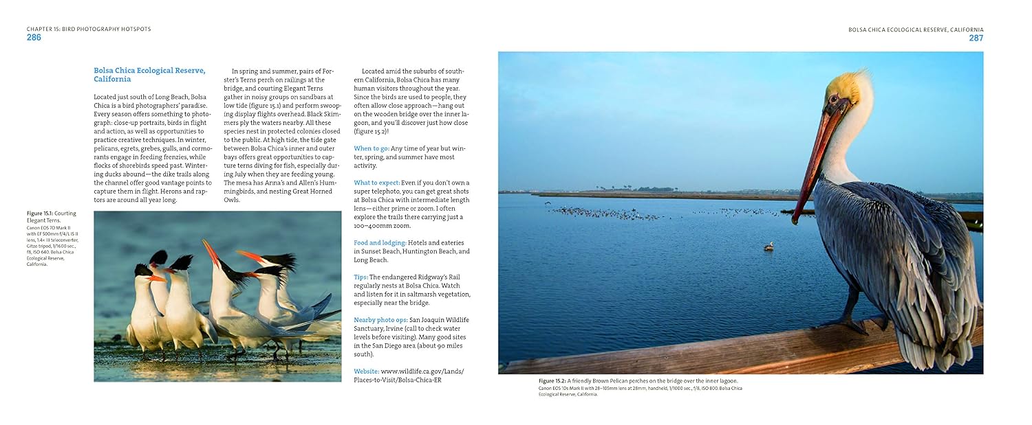 Mastering Bird Photography: The Art, Craft, and Technique of Photographing Birds and Their Behavior
