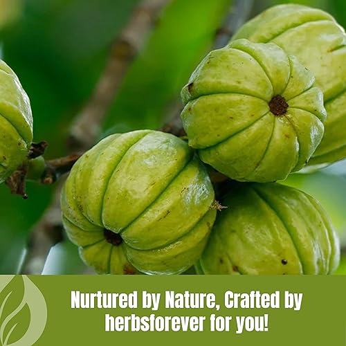 Miniatura 7 de Herbsforever Garcinia Cambogia Polvo Soporte Activo y Energético Cuerpo 230 GMS