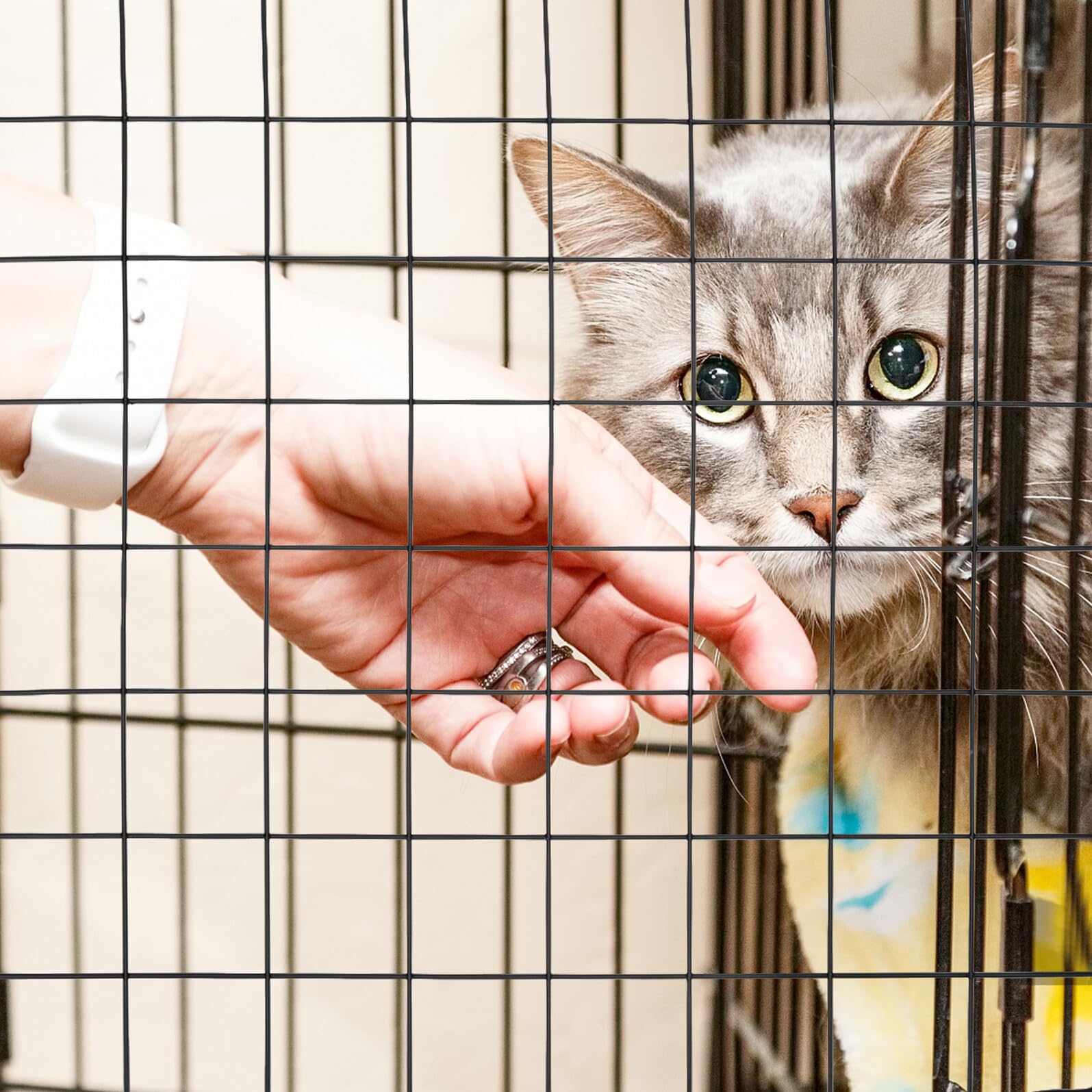 Pannello Rete per Recinto Animali in Ferro, 4 Pezzi, Nero