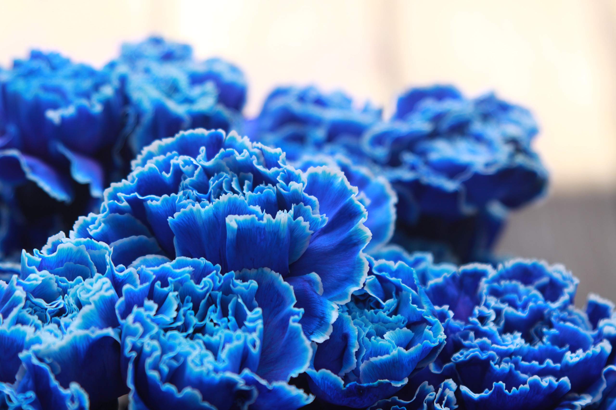 Amazon｜Arc-en-Ciels 幻のブルーカーネーション7本 花束(ブーケタイプ