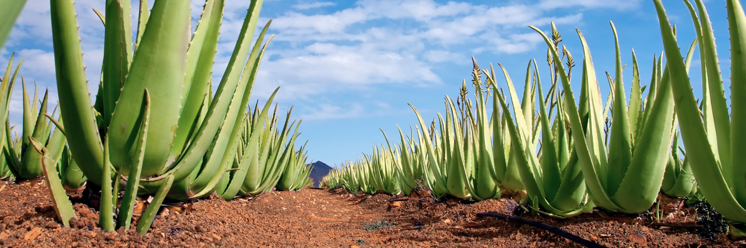 Aloe Vera, PURER SAFT 99.6% | IASC zertifiziert, 750ml | mit Vitamin C, B5, B6, Biotin, B12 | Nahrungsergänzung, Premium Qualität | in einer GLASFLASCHE (nicht Plastikflasche)