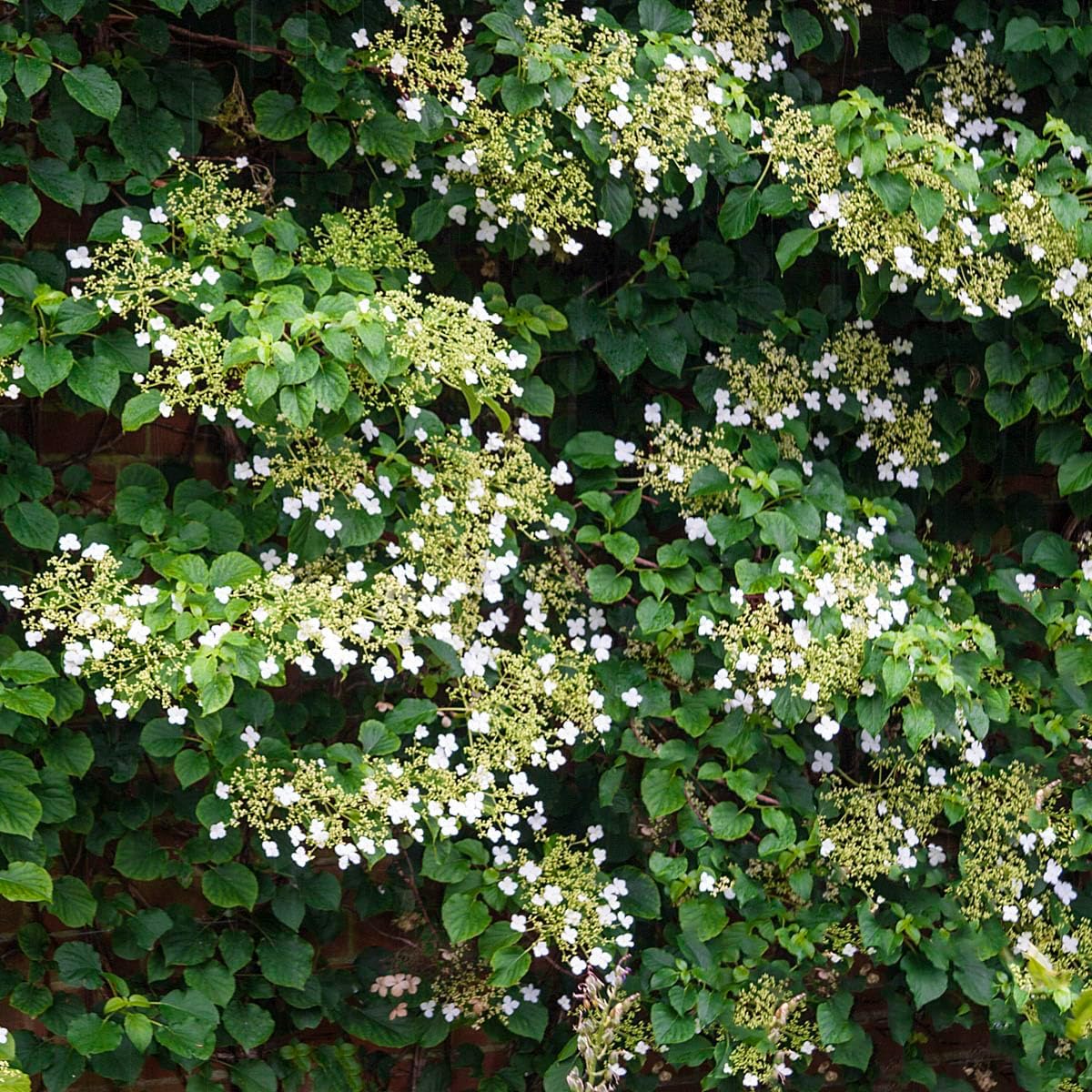Petiolaris Climbing White Flowering Hydrangea Vine, Bare Root Starter Shrub - 1 Starter Plant per Offer