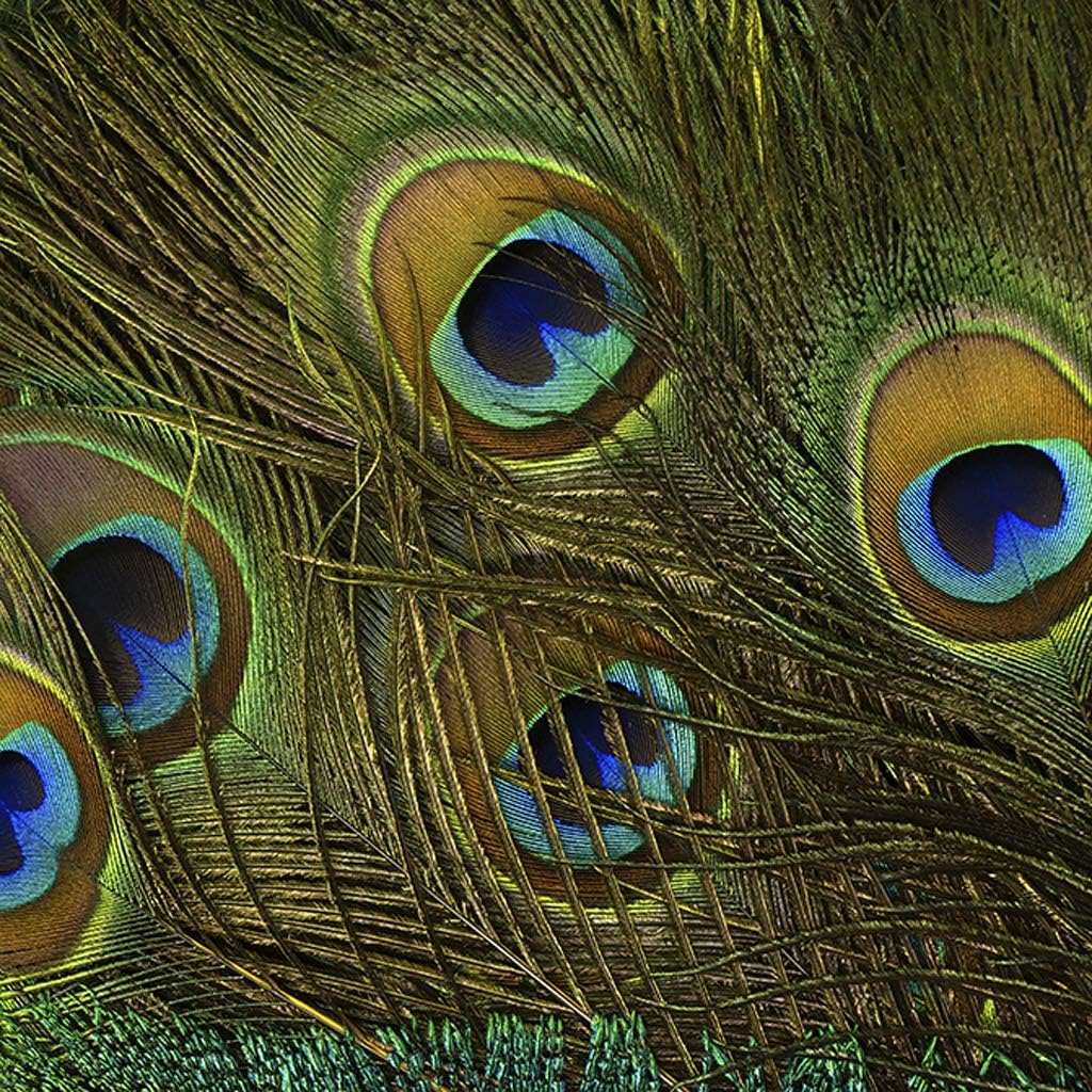 ZUCKER Feathers - Peacock Tail Eyes Stem Dyed - 25-40" - in Your Choice of Colors