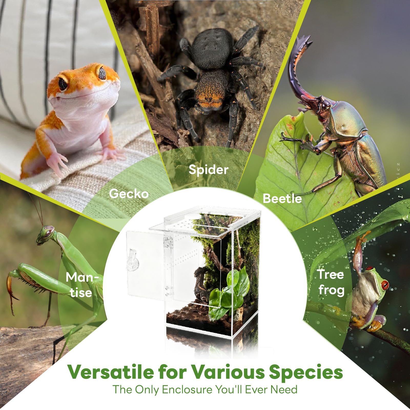 Terrario, 360° Terrario Reptiles Transparente,Terrario Insectos Acrílico | 20x20x30CM,Caja de Cría para Araña Saltadora, Gecko, Lagarto Dragón Barbudo, Caracol, Insectos Palo, Rana Arbórea
