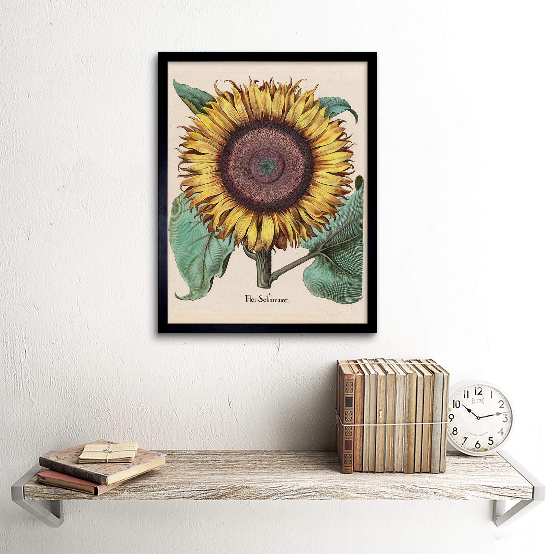 Amazon.com: Large Sunflower Flos Solis Maior Art Print Framed 