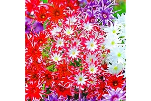 Easy-care Creeping Ground Cover - 1000+ Creeping Phlox Flower Seeds