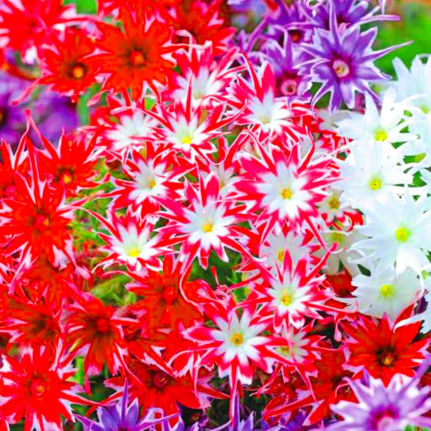 Dichmag 1000+ Mixed Color Phlox Seeds for Planting
