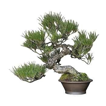 特別な逸品！山木 山採り 赤松 推定数百年 ジン シャリ 大品 山