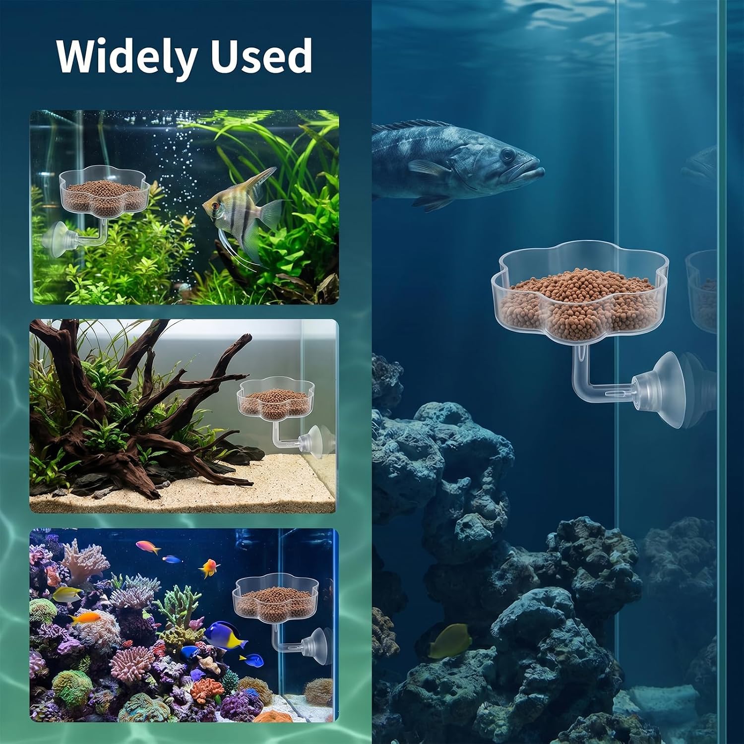 Aquarium Shrimp/Small Fish Feeding Dish, Shrimp Feeding Dish Magnolia Aquarium Shrimp Feed Dishes Acrylic Fish Tank Feeder Dishes Mini Freshwater Tray Feeder with Suction Cups, Clear image 4