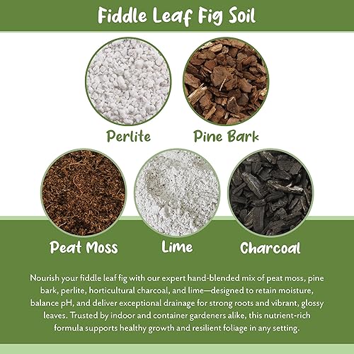 Miniatura 5 de Suelo de higuera de hoja de violín prémium (12 cuartos de galón), fórmula experta para un crecimiento vibrante, mezcla para macetas rica