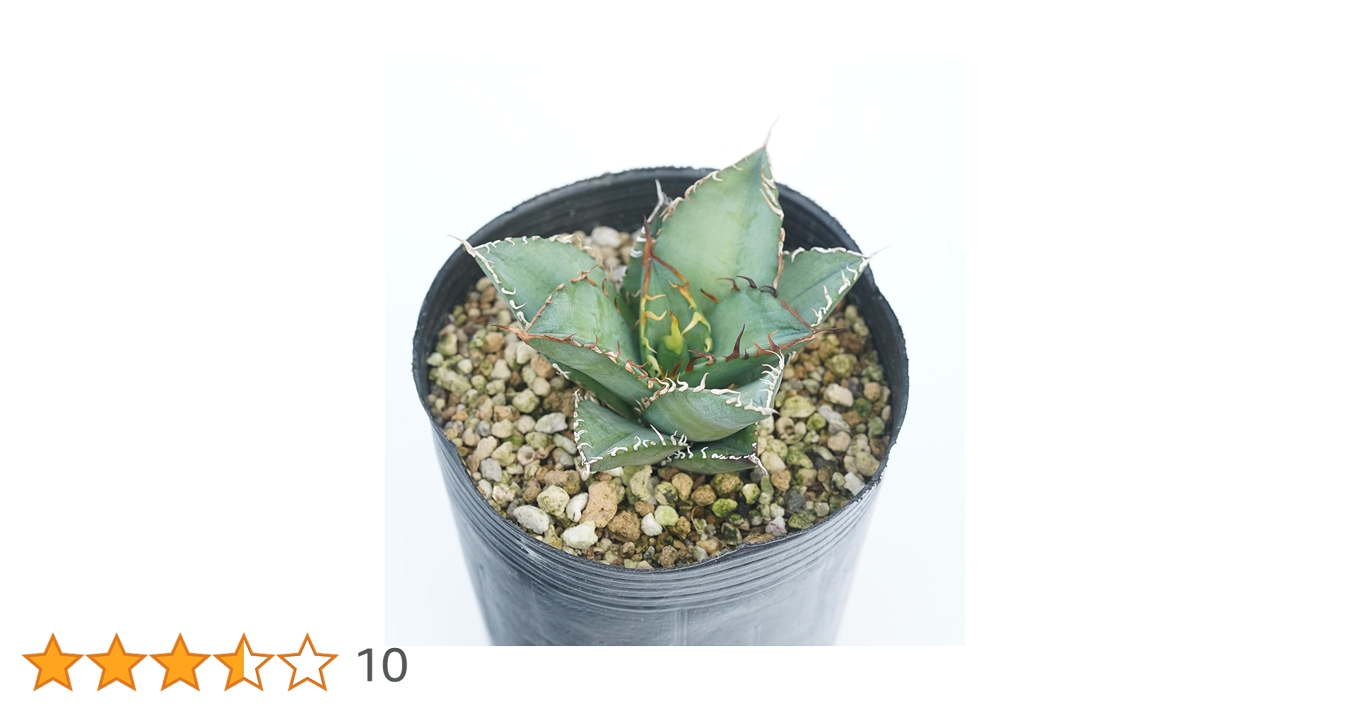 Amazon.co.jp: アガベ・オテロイ(チタノタ・グリーン） 3号