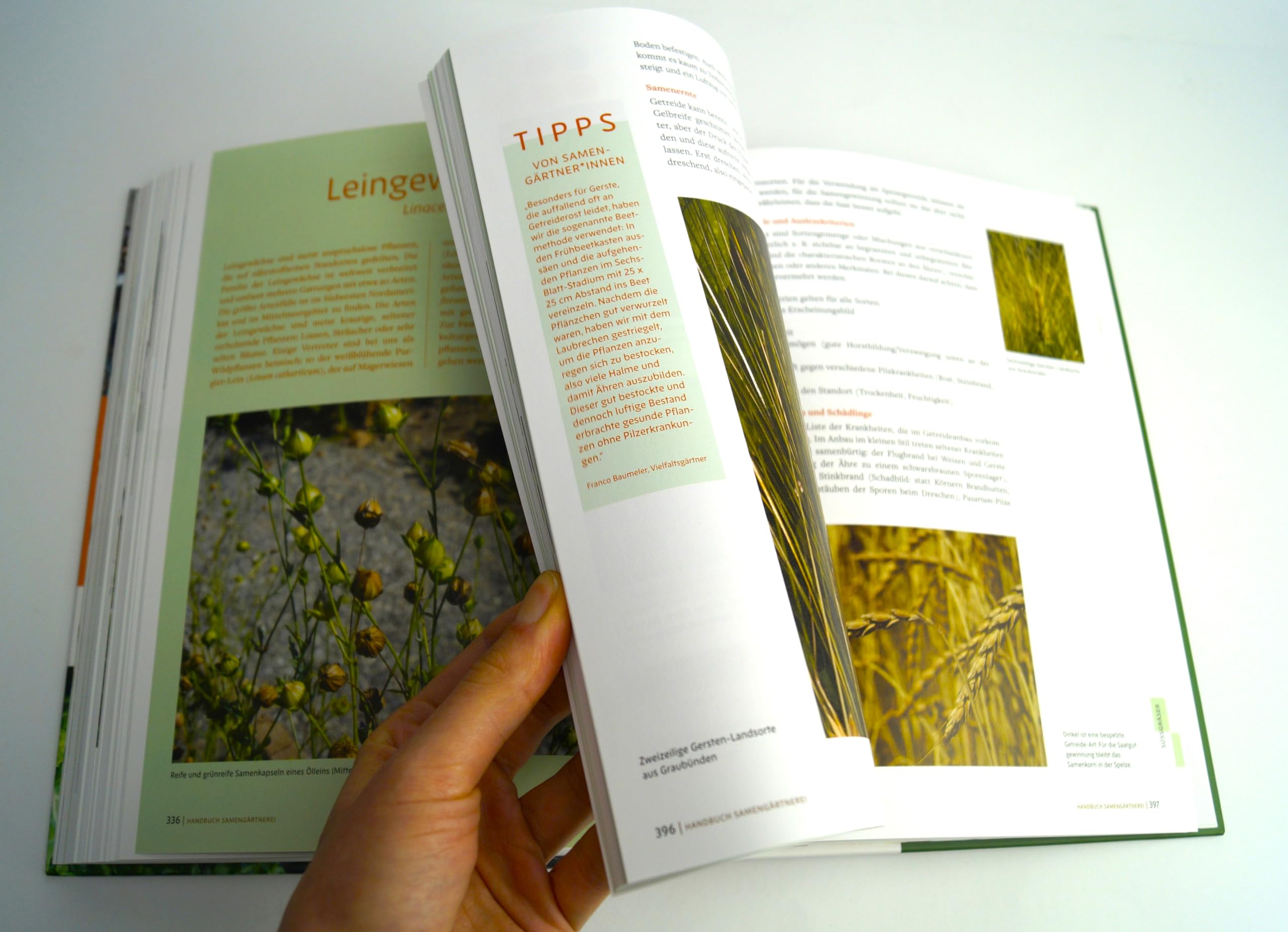 Handbuch Samengärtnerei: Sorten erhalten. Vielfalt vermehren. Gemüse genießen. Pflanzensamen selber ernten, Saatgut vermehren, heimische Nutzpflanzen fördern und alte Sorten bewahren.