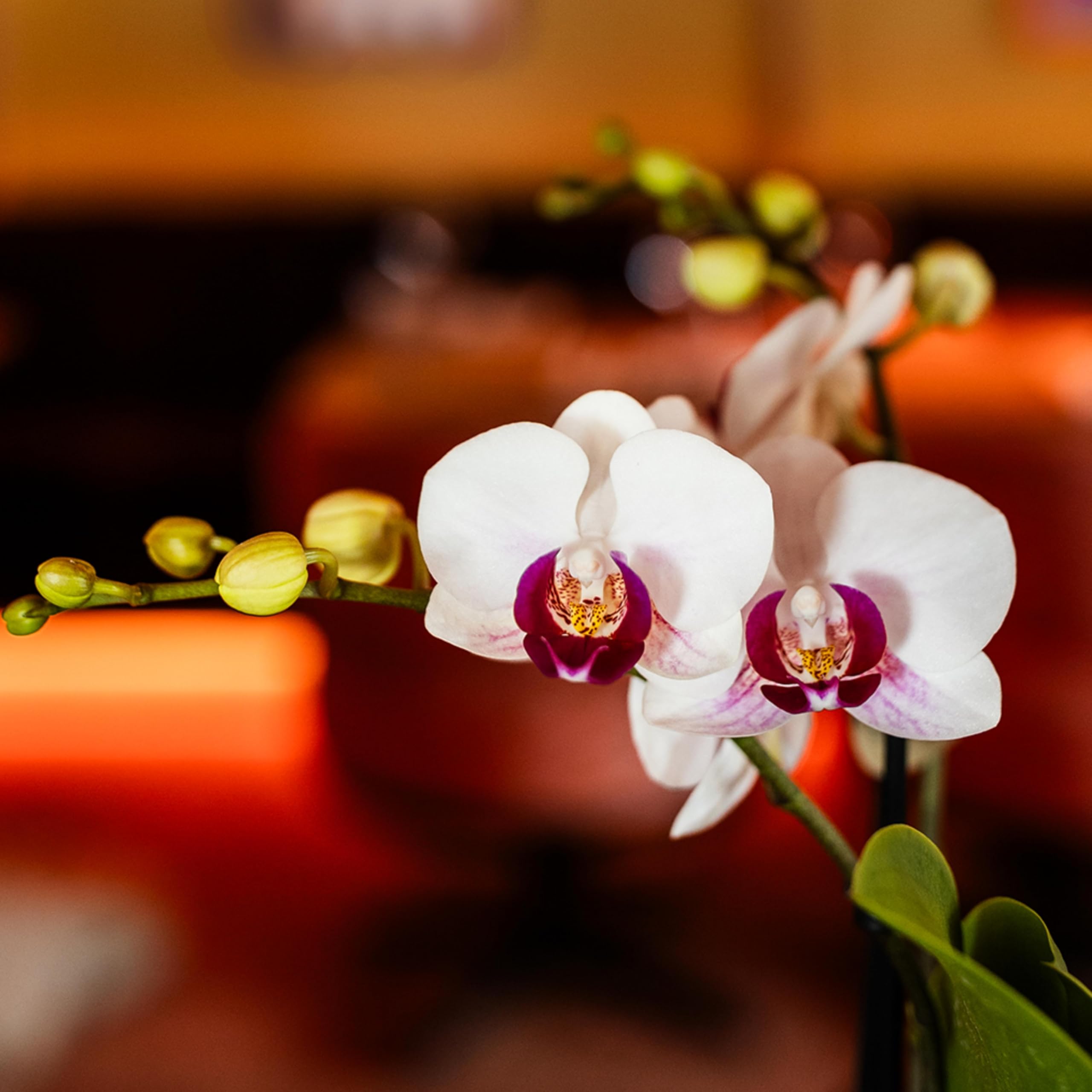 Kolibri Orchids | Weiße Phalaenopsis-Orchidee - Mineral Gibraltar - Topfgröße Ø9cm | blühende Zimmerpflanze - frisch vom Züchter