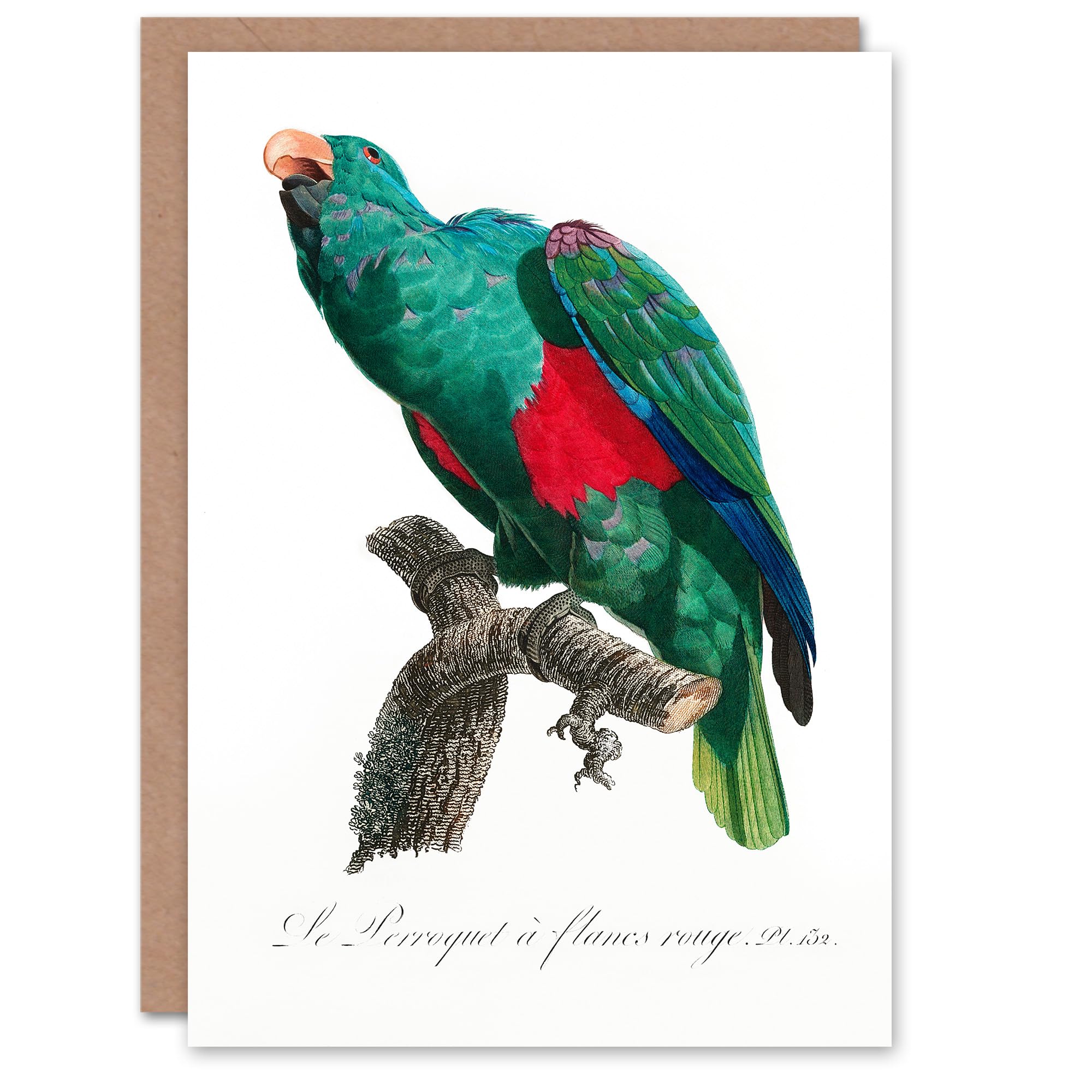 Artery8 Francois Levaillant Art Card Eclectus Roratus Parrot
