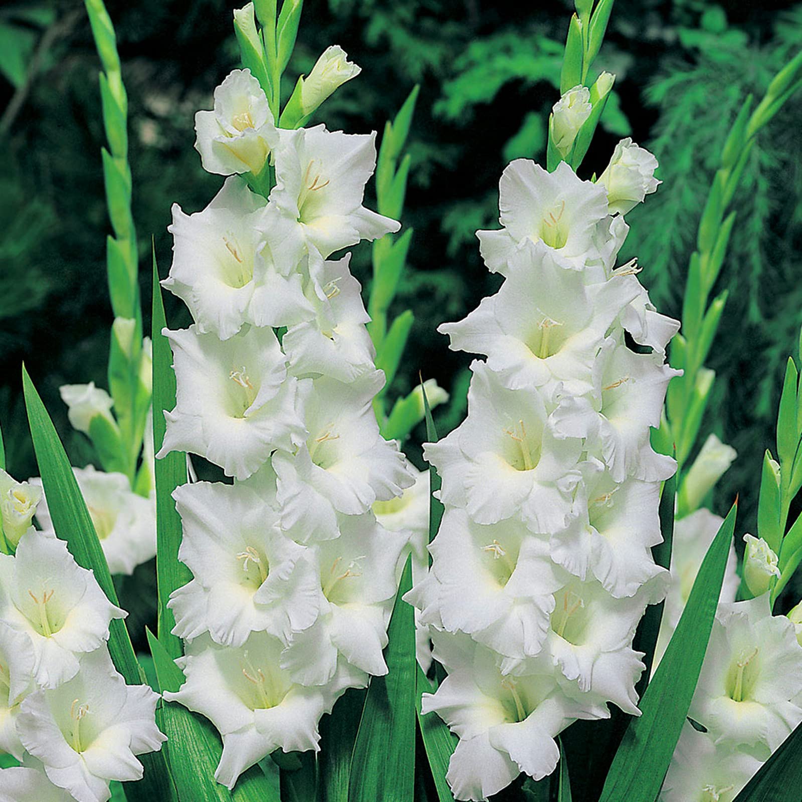 CXXFGFT.Gladiolus Bulbs.Strong Plants That Grow Well Mix Golden Jade Carving Feels Beautiful-15 Bulbs-E