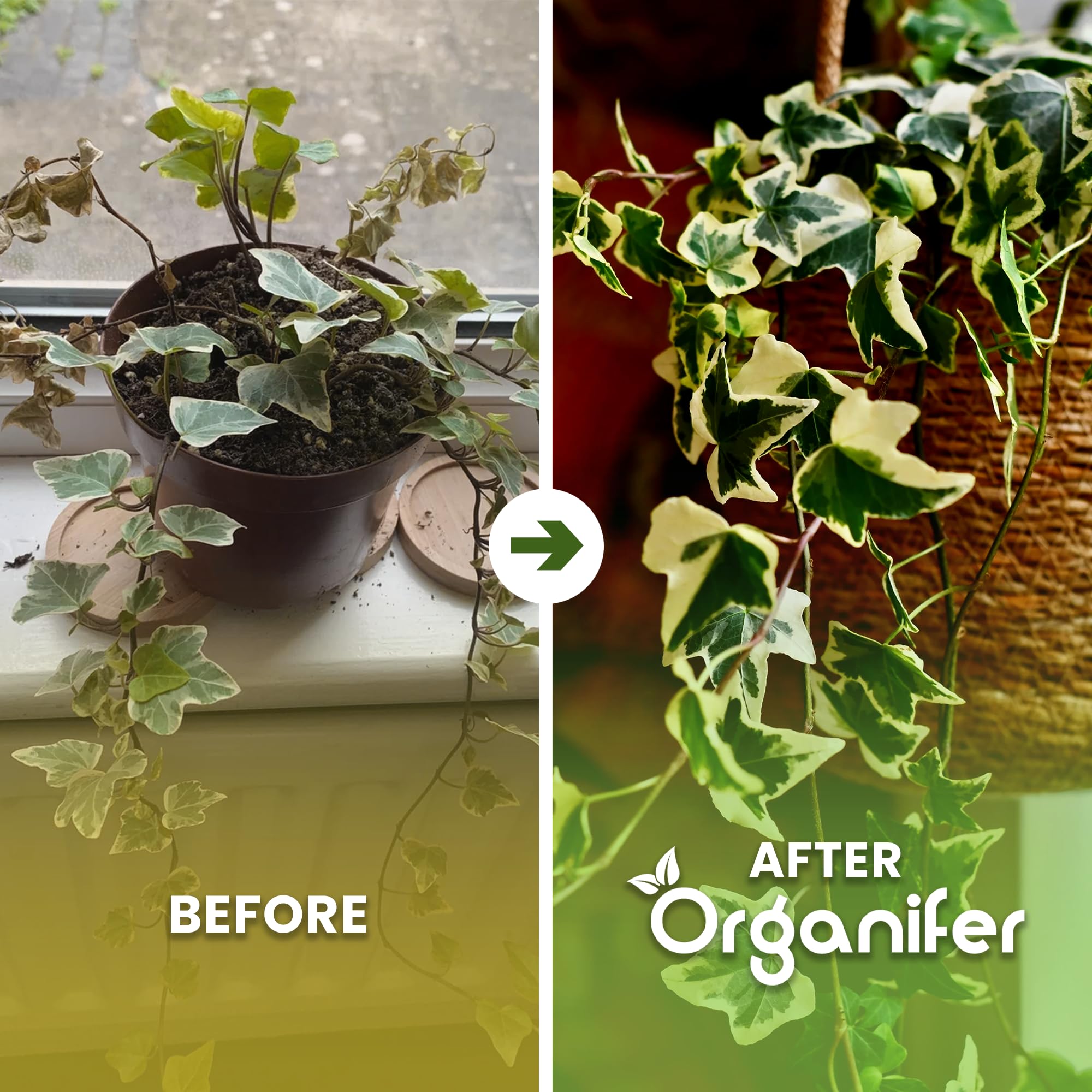 Fertilizante Líquido - 10L - Para Hiedra - NPK 2-1-8 | Crecimiento Saludable Y Plantas Robustas - Organifer