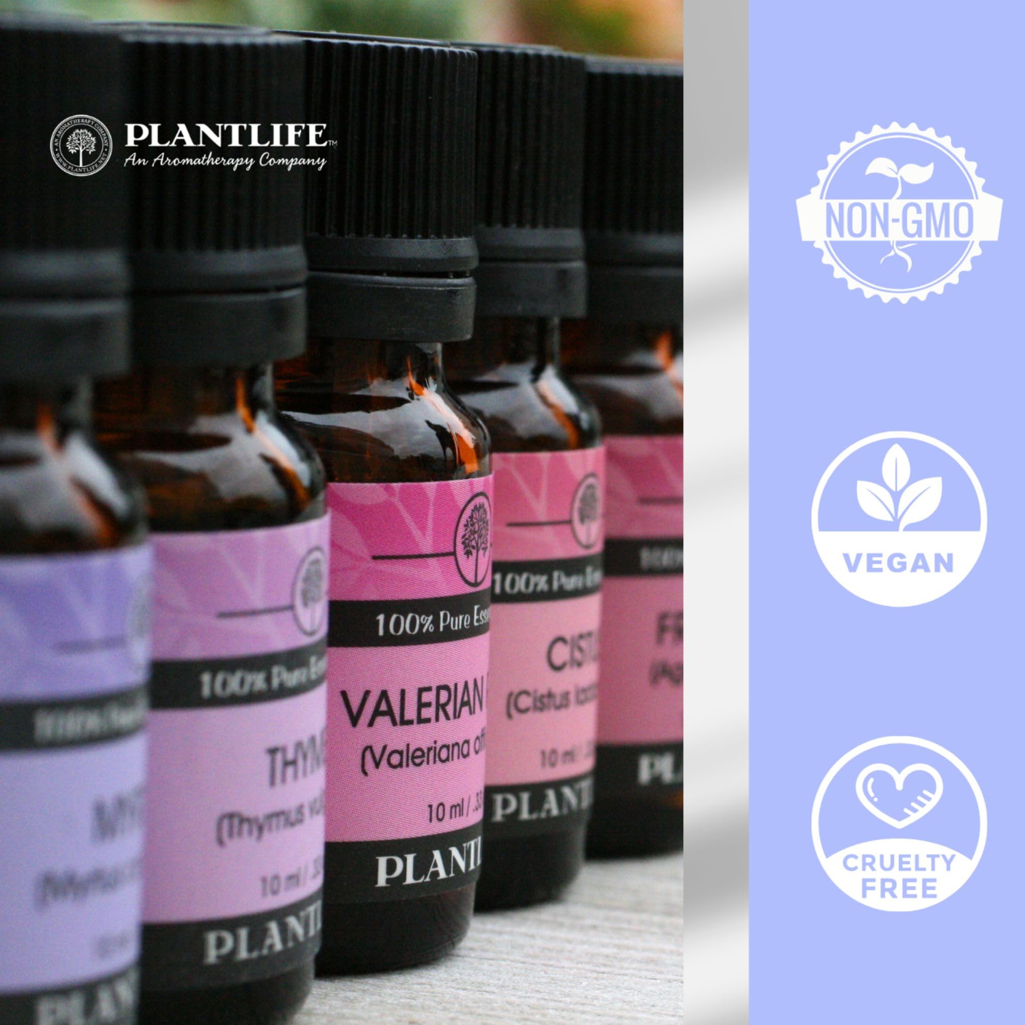 Amazon.com: Plantlife Herb Sampler Set 6-Pack (Thyme, Rosemary