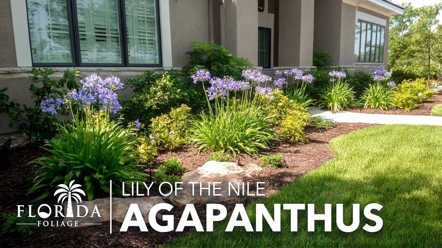 Agapanthus Africanus Blue Lily of the Nile | 10 Live Plants | Drought Tolerant, Long Blooming, Perennial Flower, Ornamental Garden, Pollinator Friendly, Easy Care, Evergreen Foliage