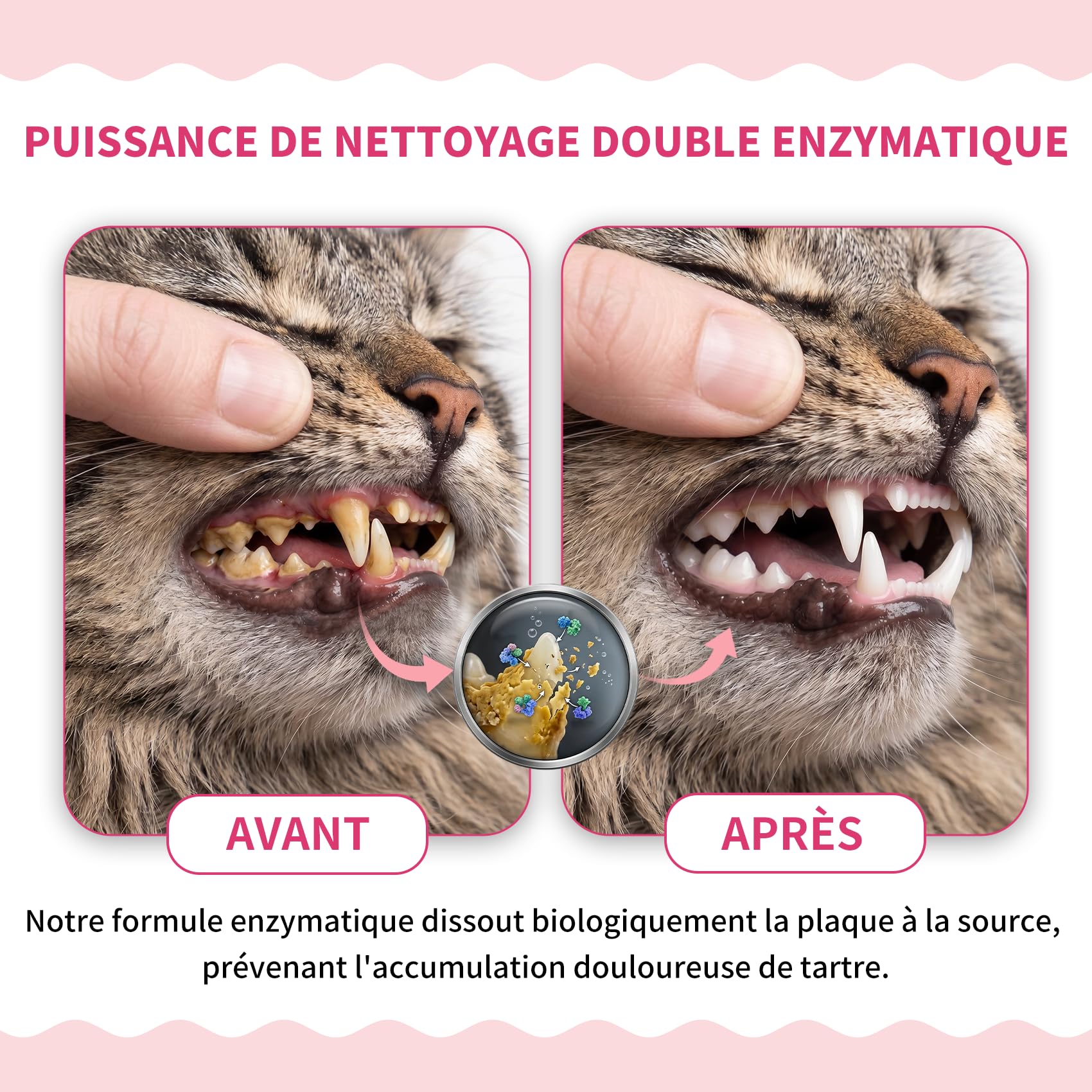 Dentifrice Enzymatique pour Chats - Kit Dentaire avec Brosse, Gel sans Parfum Contre la Plaque et Mauvaise Haleine, Prévient Le Tartre - 30g