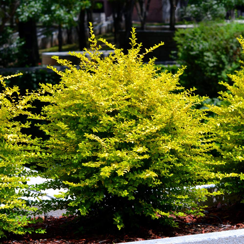Ligustrum sinense 'Sunshine' Perfect for Creating Hedging Hardy Shrub Garden Plant Evergreen Foliage Compact and Bushy, 3X 9cm Ligustrum sinense 'Sunshine' Pots by Thompson and Morgan (3)