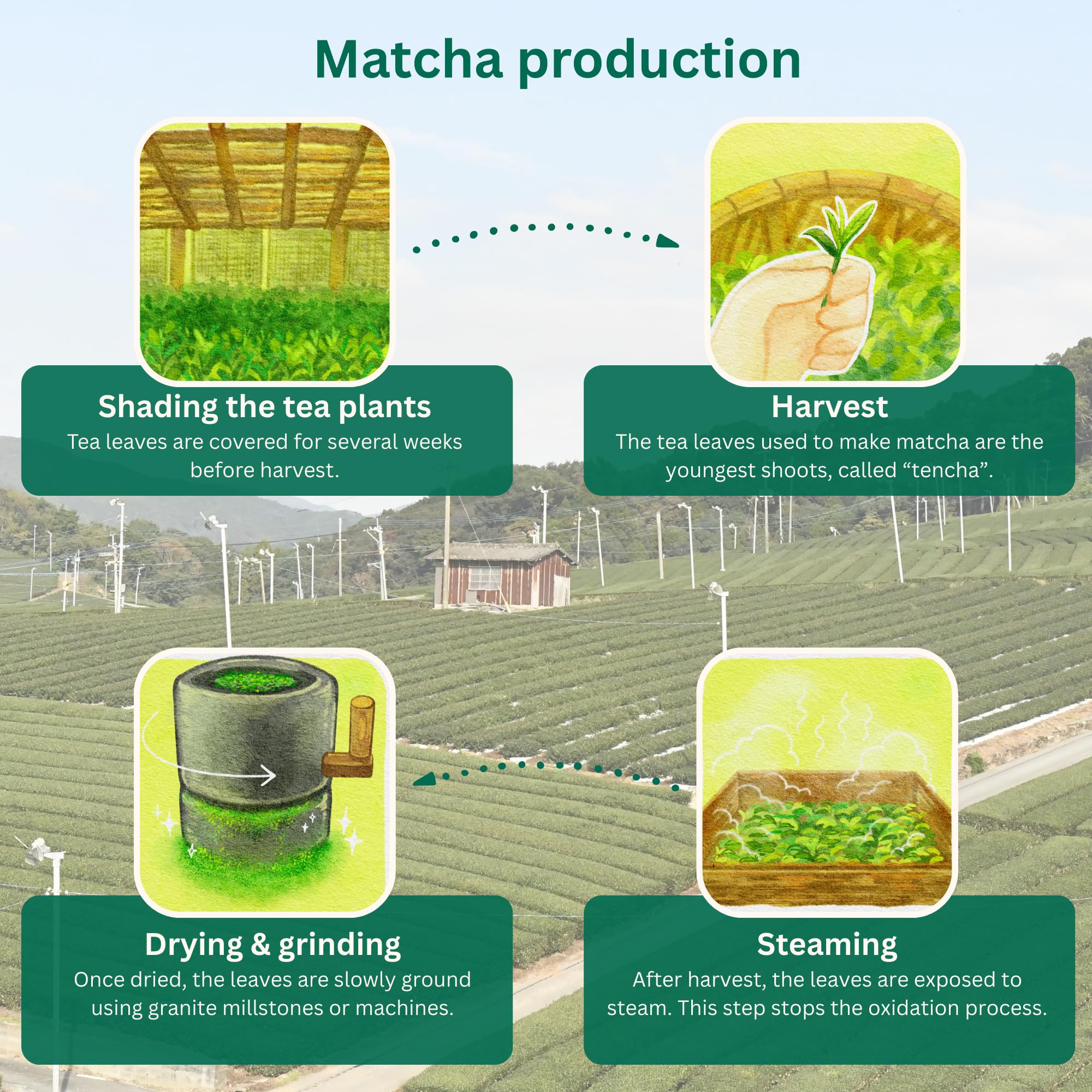 Matcha Japonés Grado Ceremonial – Tencha cultivado en la isla de Kyushu – Sabor Suave y Cremoso – 30g – Kyoyu Shinsetsu