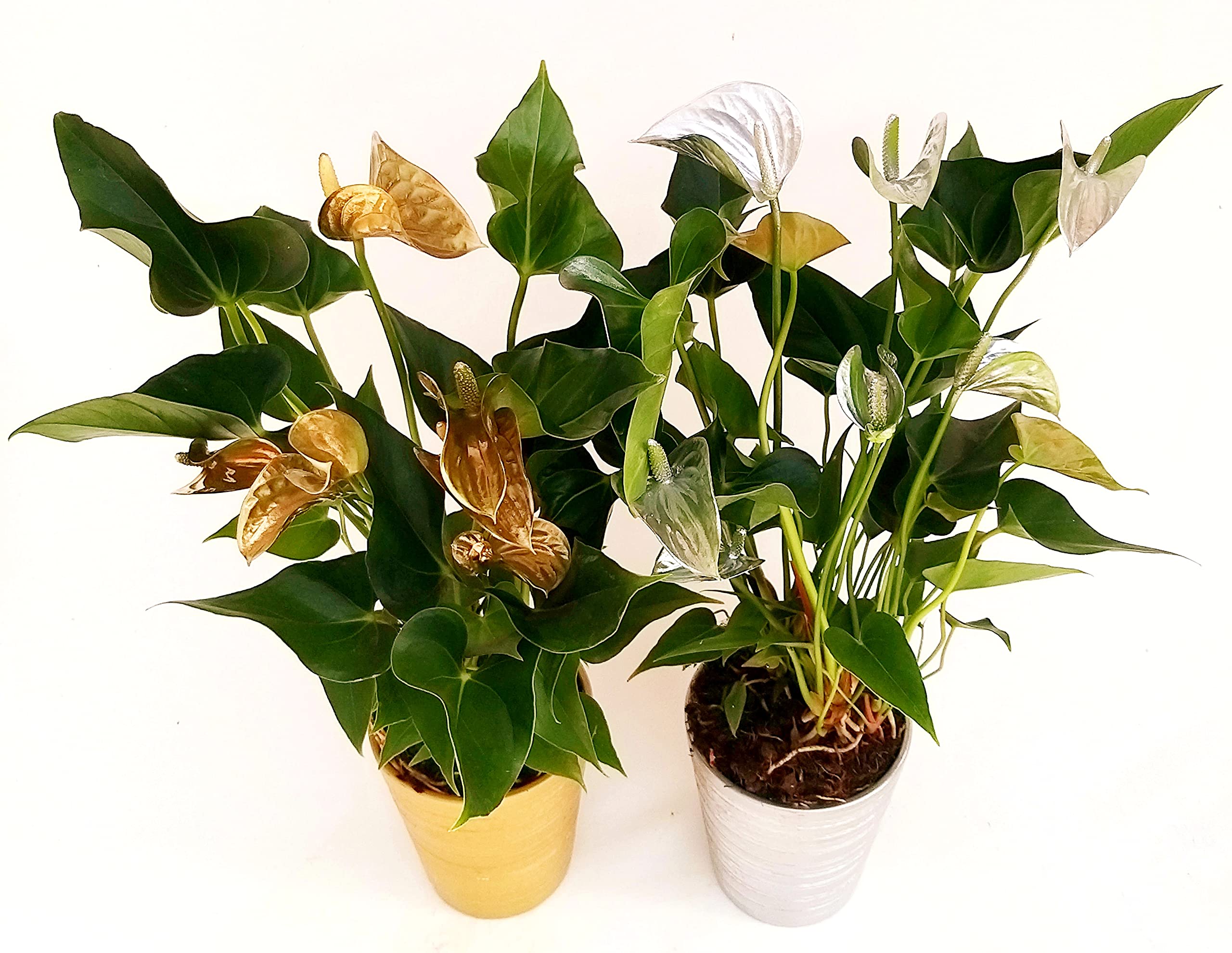 POWERS TO FLOWERS - ANTHURIUM COLOR LIFE ORO e ARGENTO IN VASO CERAMICA DORATO E ARGENTATO, VASO 14CM DIAMETRO, piante vere