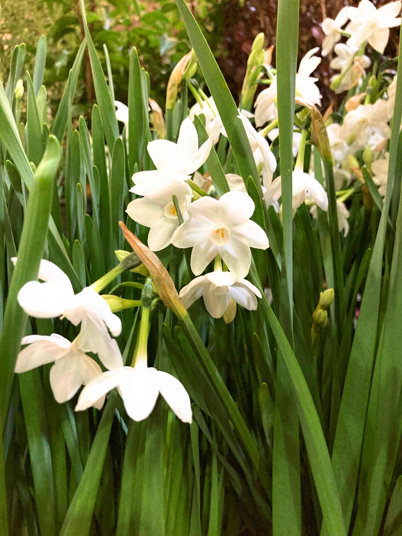 5 Bulbs of Daffodil (Paperwhite/Narcissus papyraceus) Includes Postage