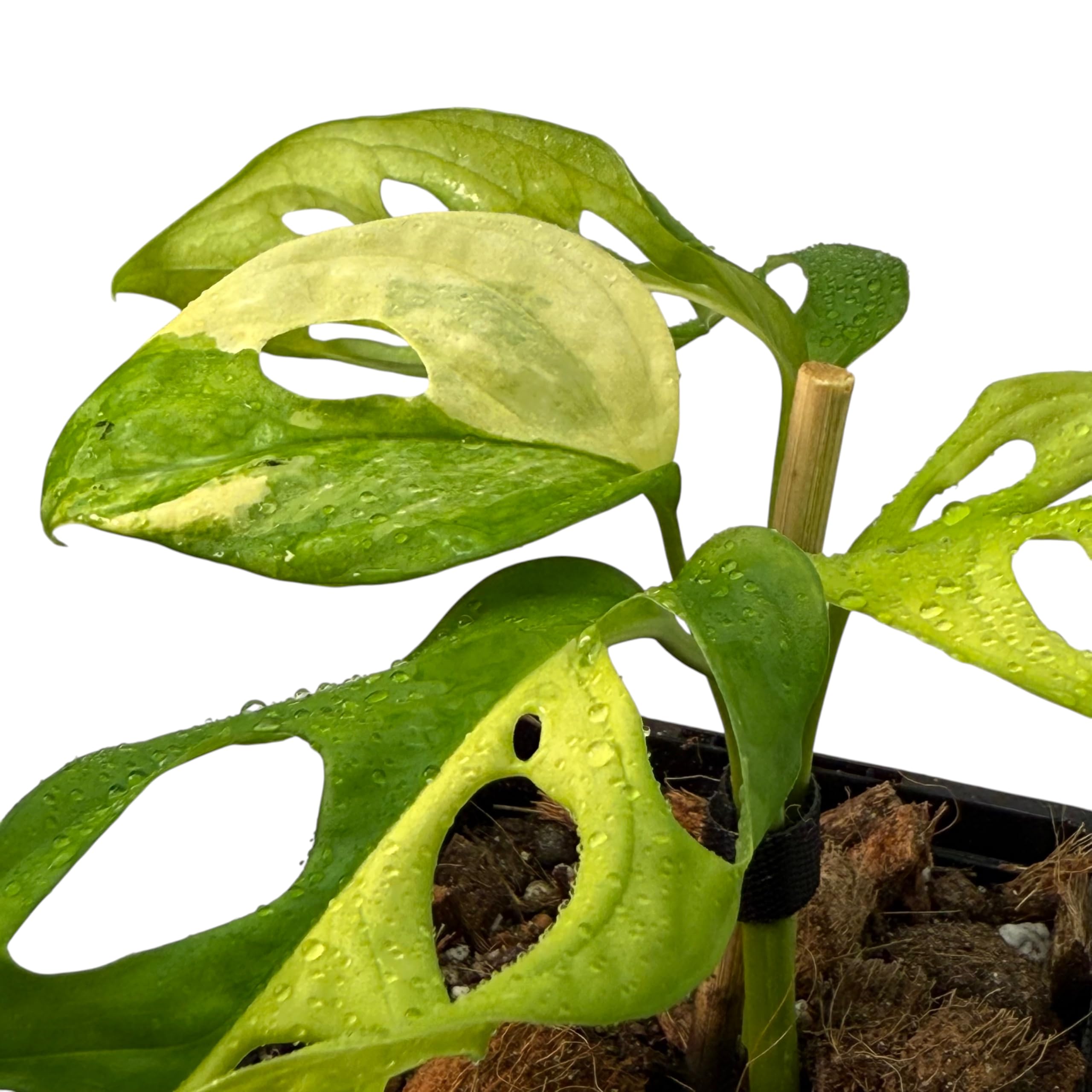 Monstera adansonii aurea variegata  seltene Zimmerpflanze mit  Panaschierung | Kletterpflanze fr Moosstab, Rankstab & Indoor Jungle |  exklusive Sammler-Pflanze fr Wohnrume : Amazon.de: Garten
