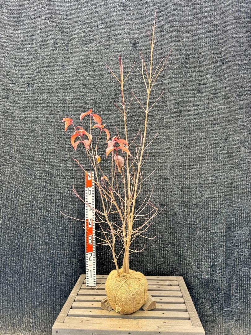 ヤマボウシ 株立ち 品番3492ヤマボウシ/株立ち〖庭木・植木・鉢植え〗