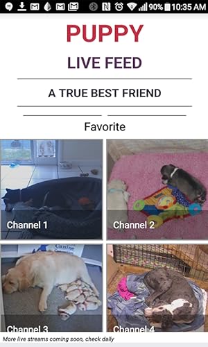 Live Puppy Cam Streaming