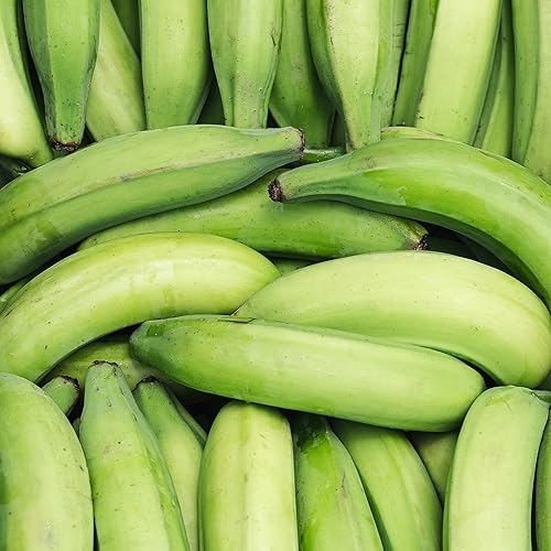 Miniatura 7 de ARTISAN TROPIC Tiras de plátano con sal marina, paquete de 8, 2 onzas, vegano, paleo y sin gluten, bolsas individuales, aperitivos saludables para