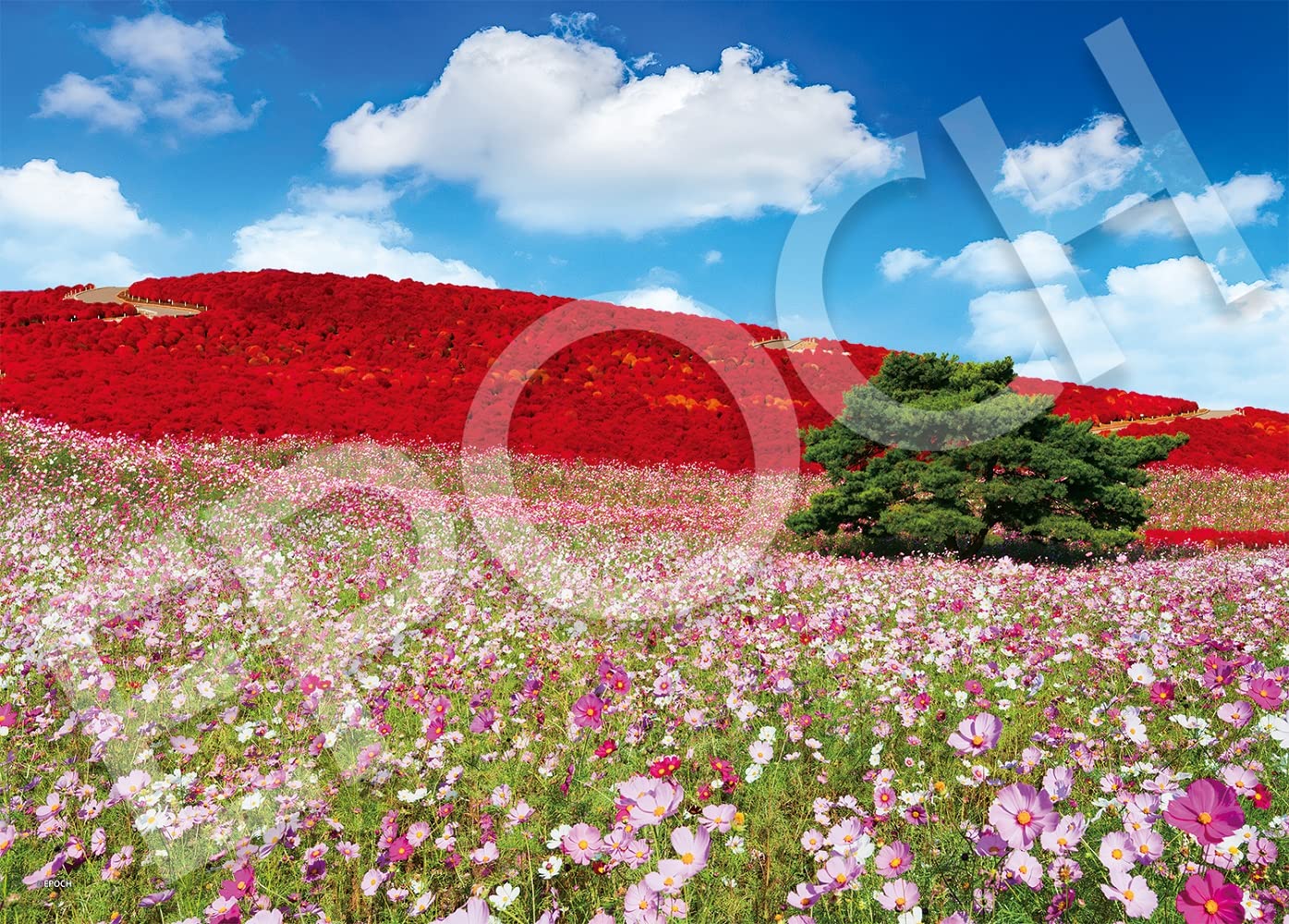 Amazon | エポック社 500ピース ジグソーパズル 日本風景 コスモス輝く